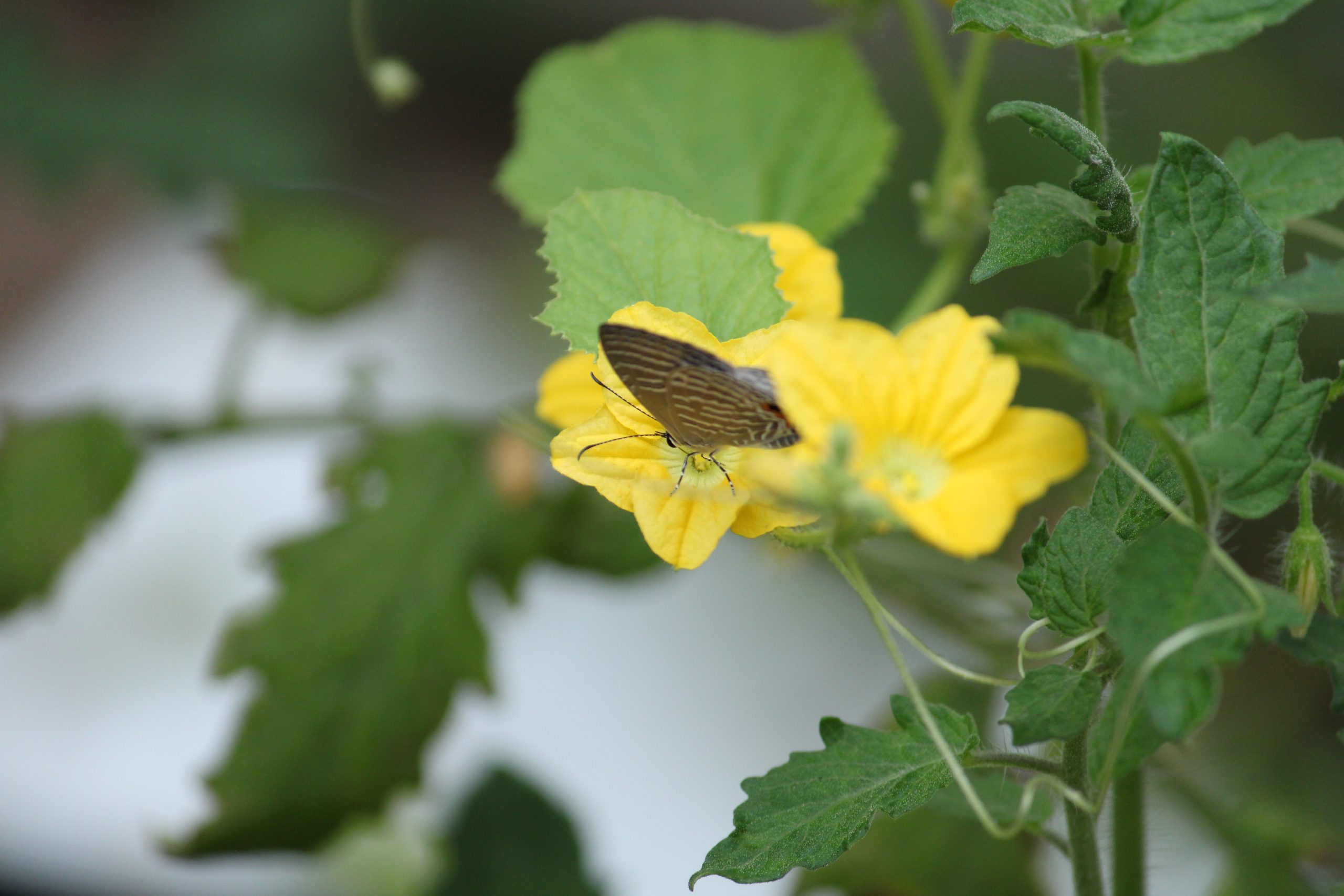 Butterfly, Flower