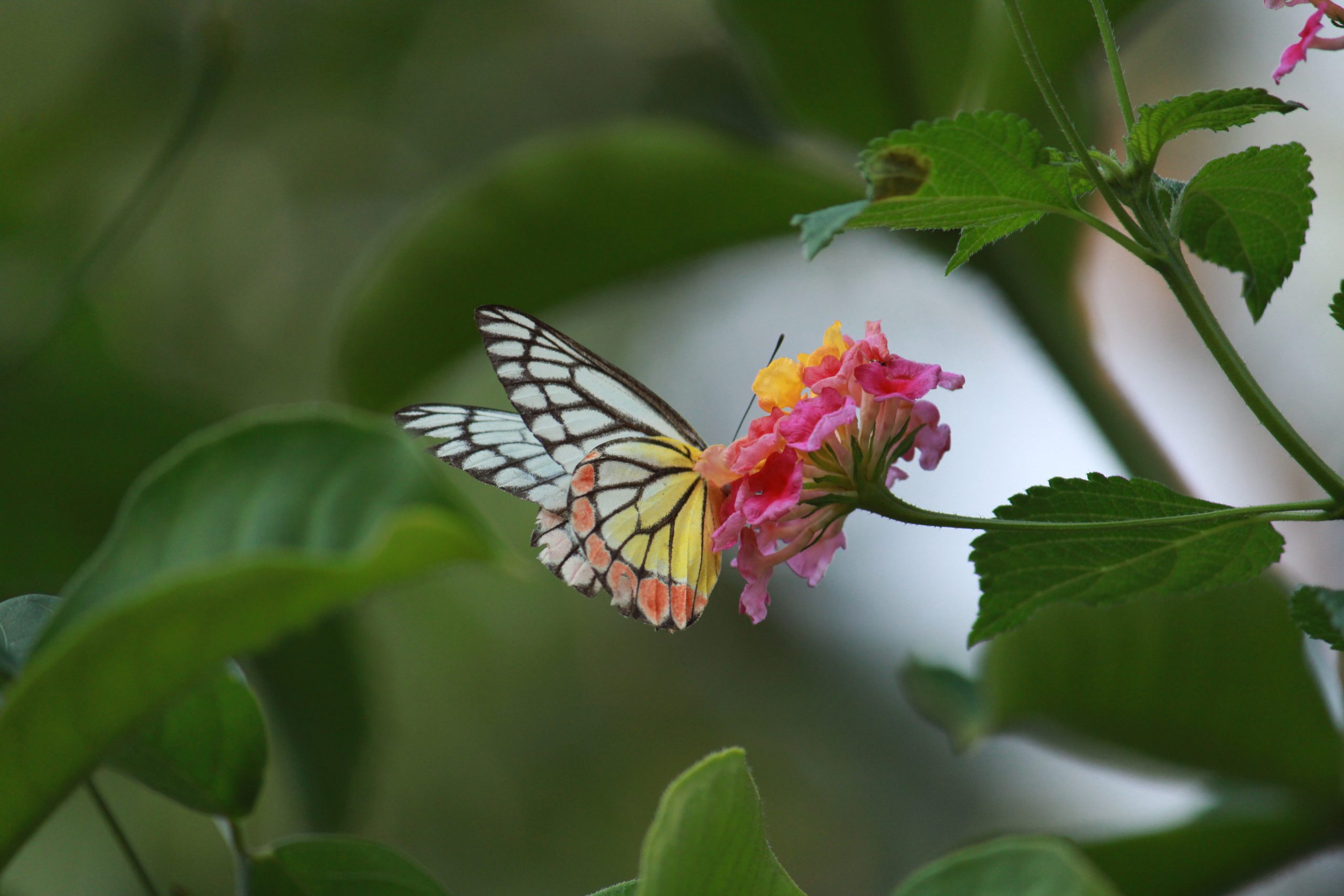 A butterfly on a flower