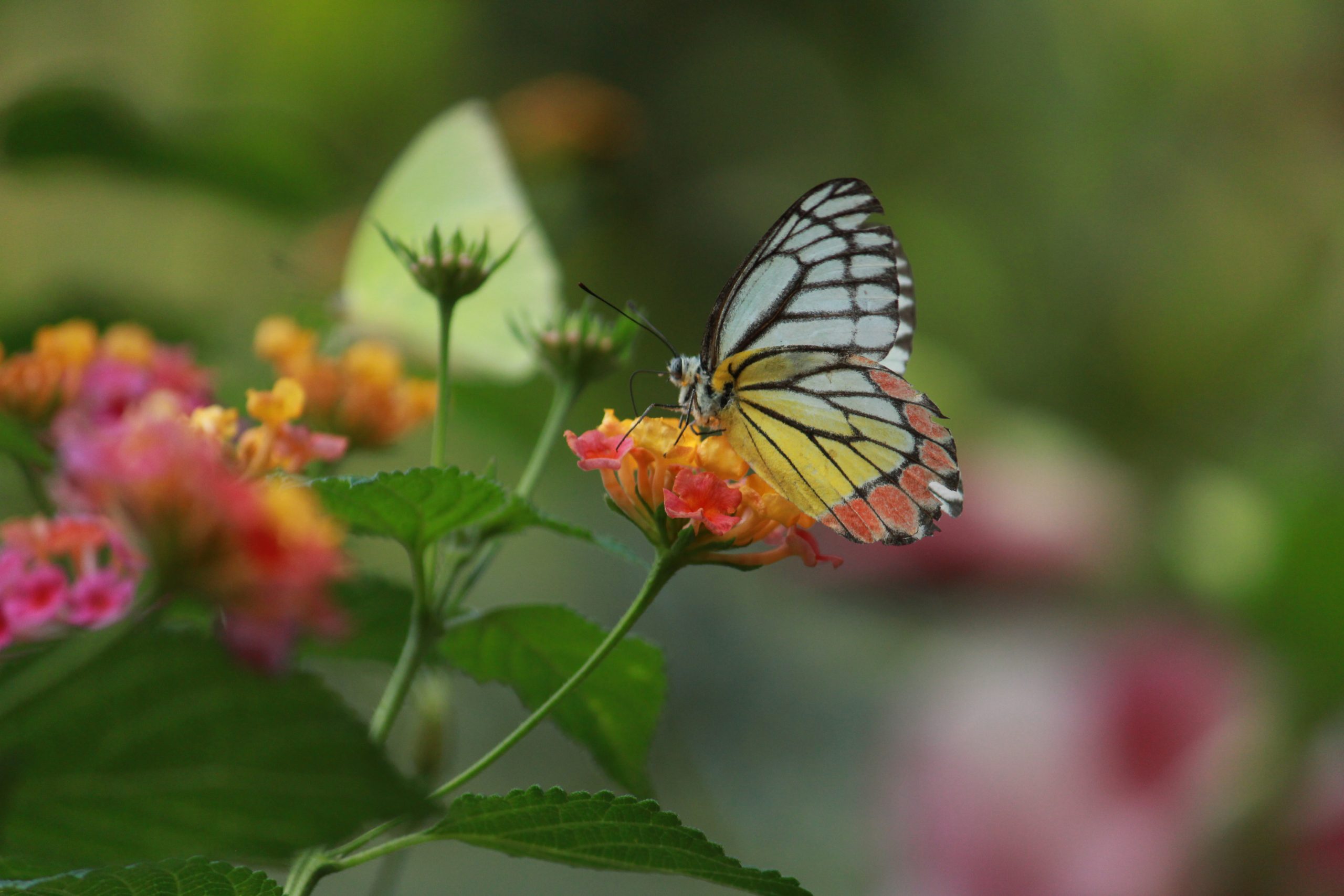 A butterfly on a flower