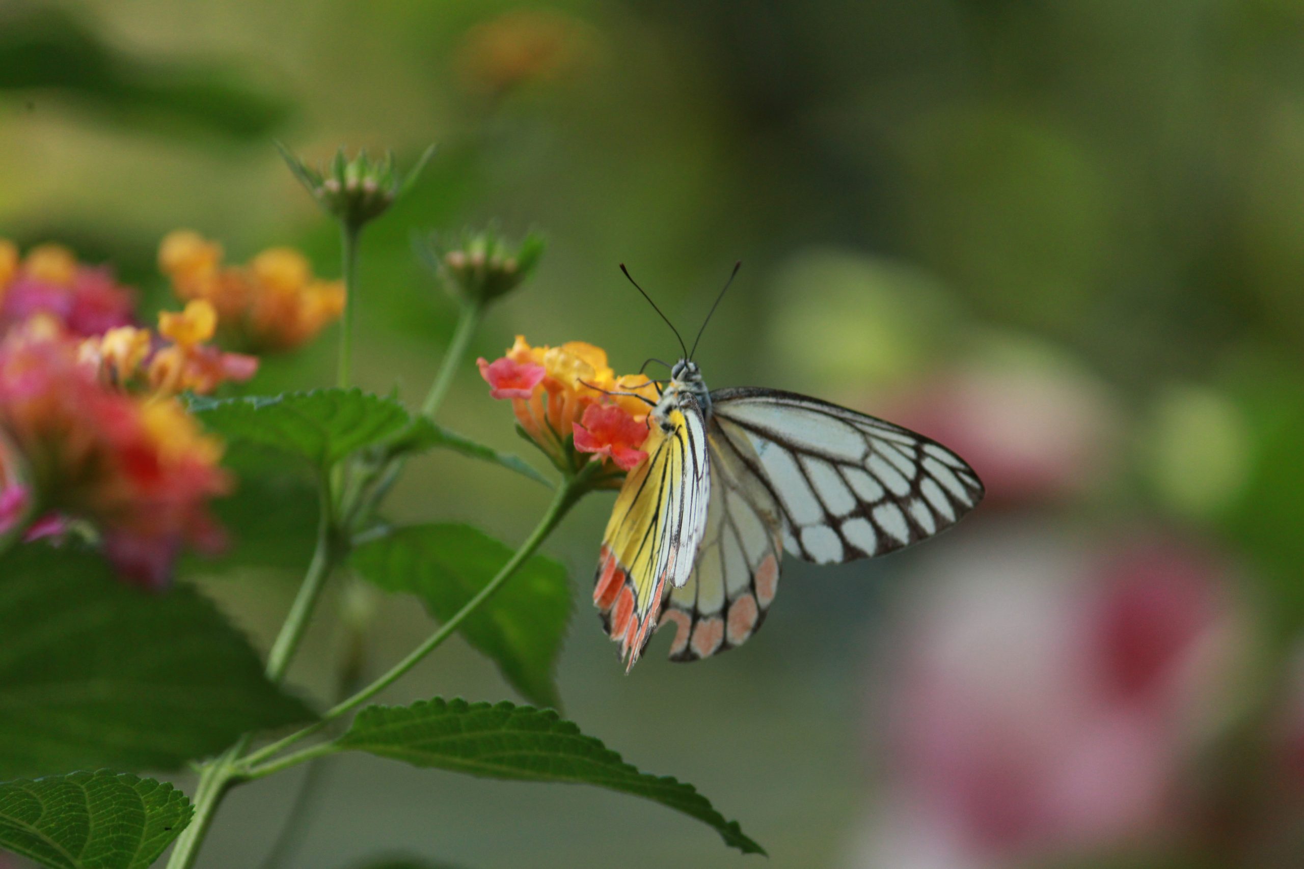 A butterfly on a flower