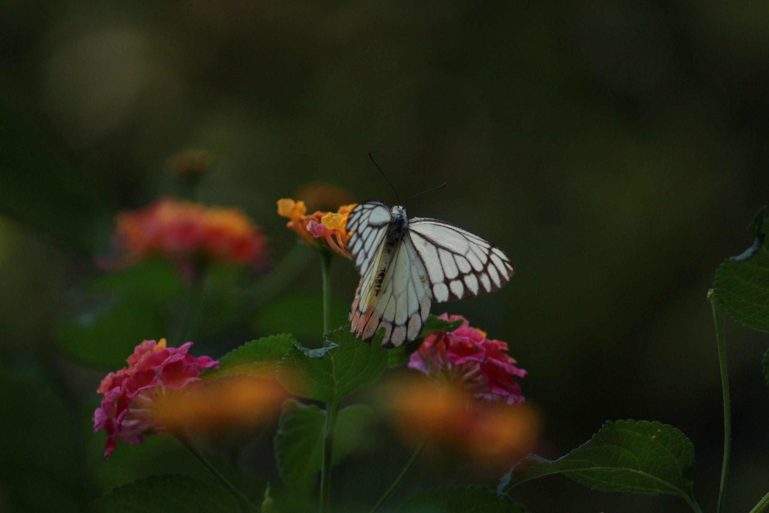 A butterfly on a flower