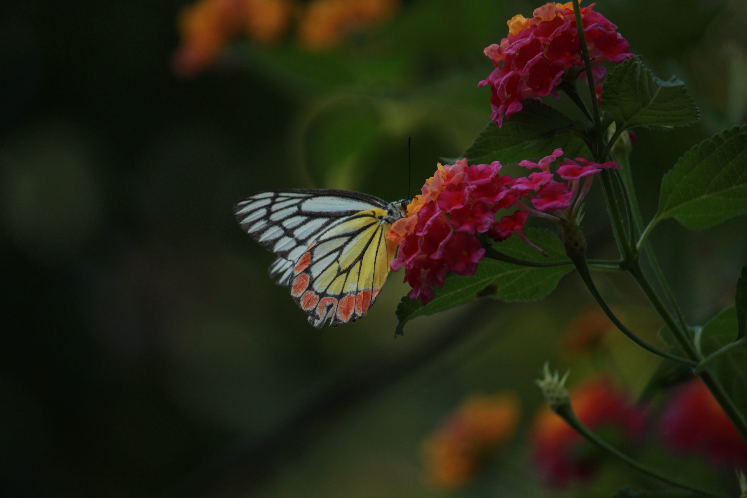 A butterfly on a flower