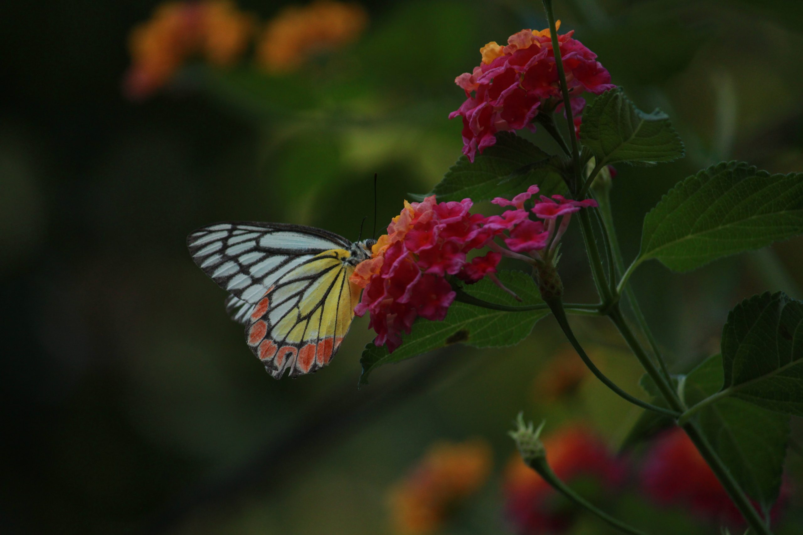 A butterfly on a flower