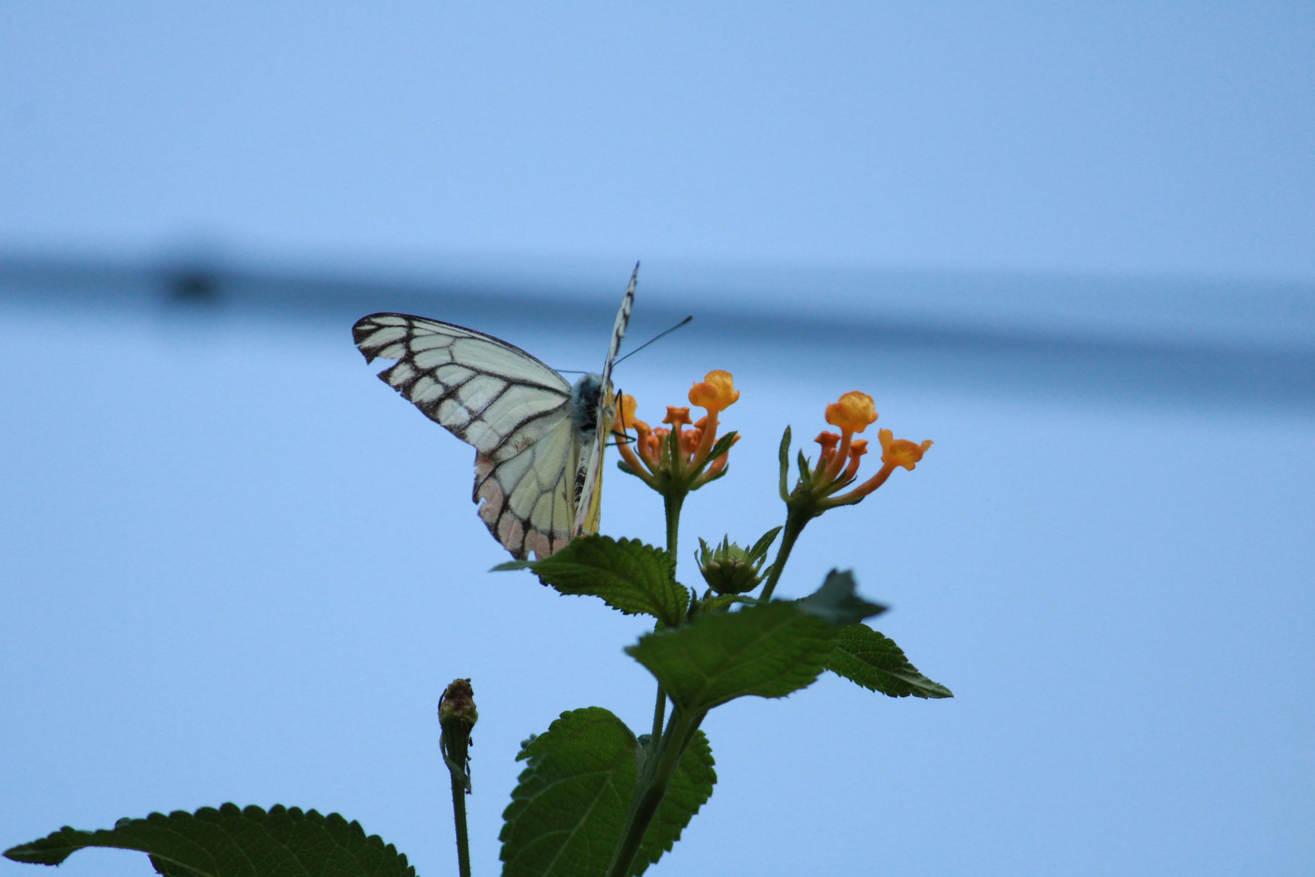 A butterfly on a flower