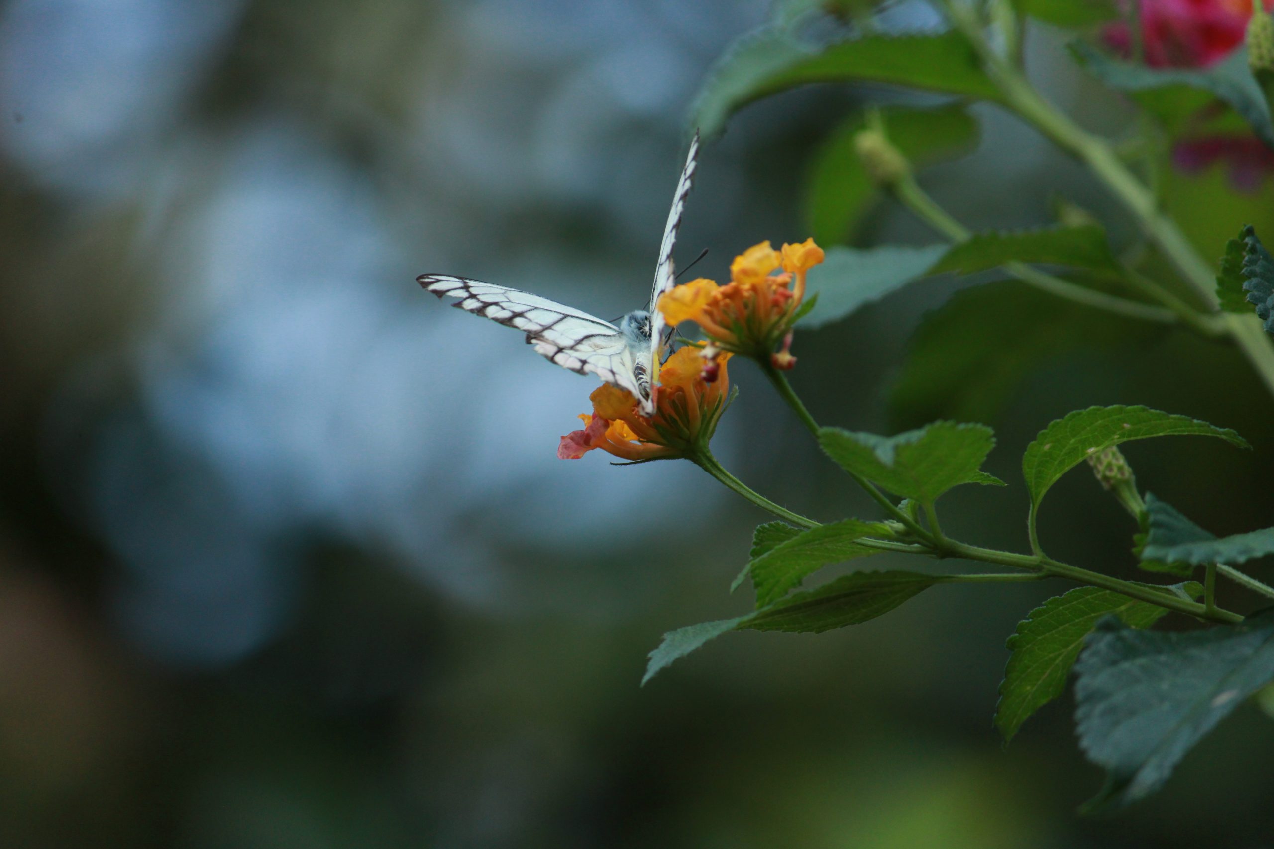 butterfly on a flower