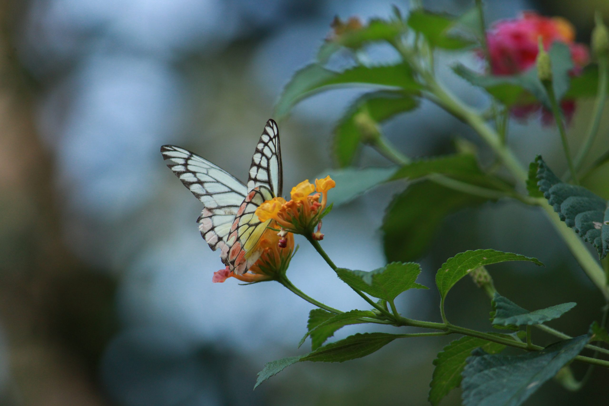 A butterfly on a flower