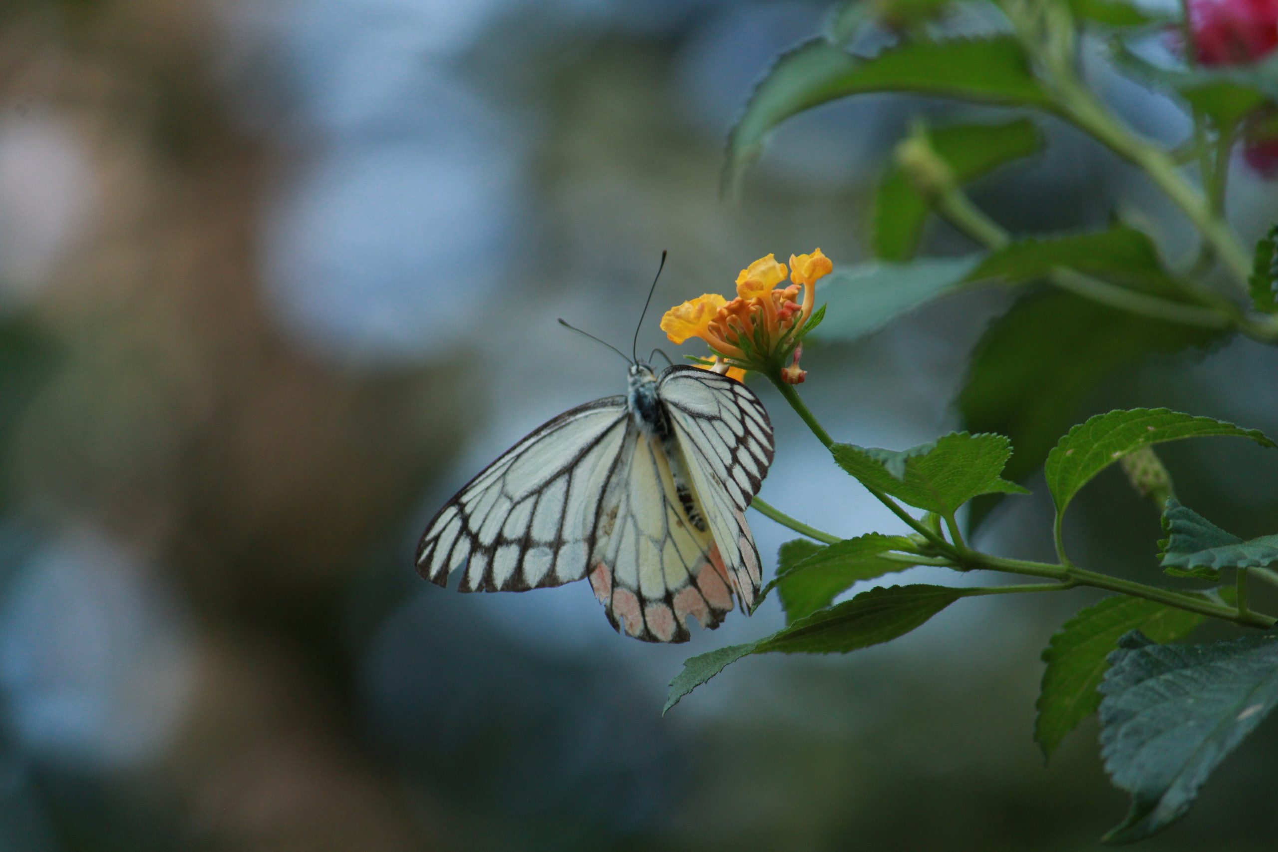 butterfly on a flower