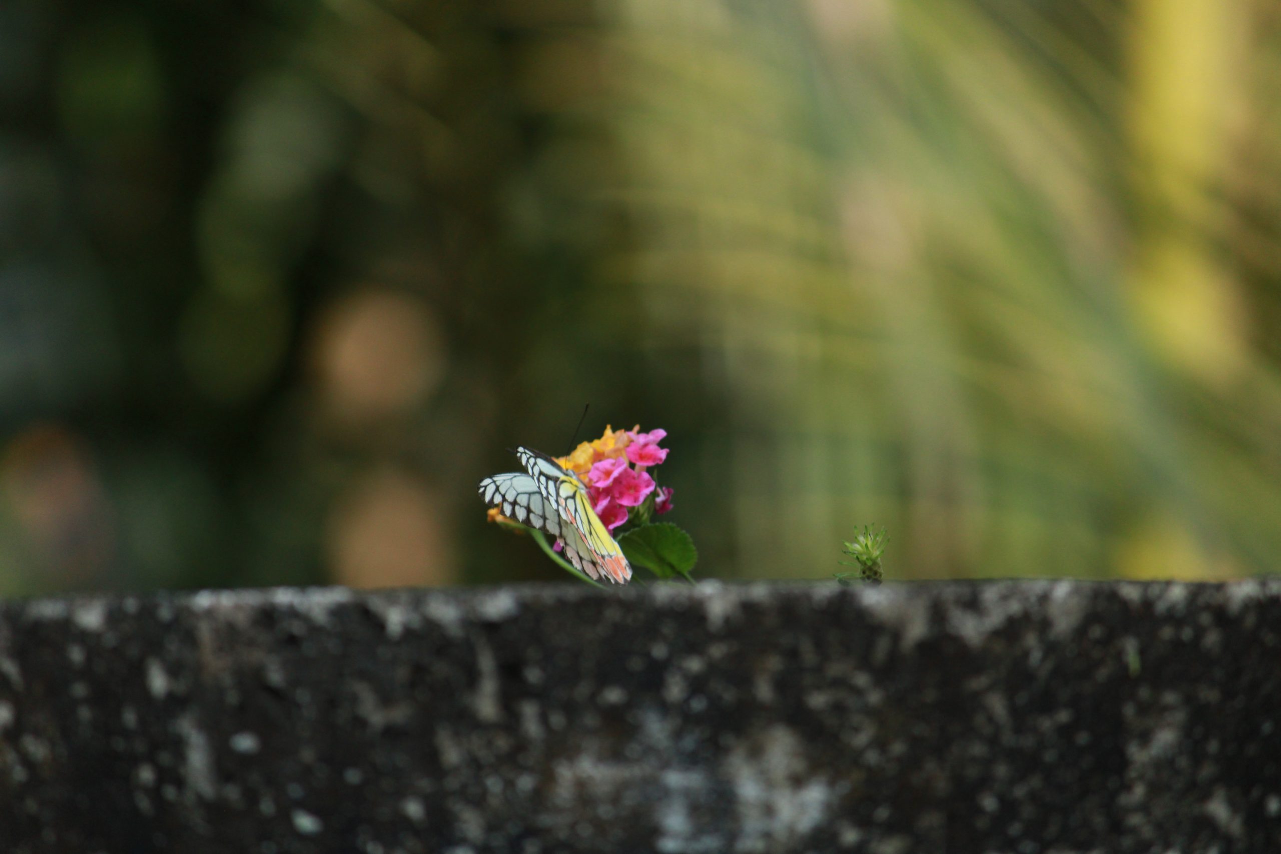 butterfly on a flower