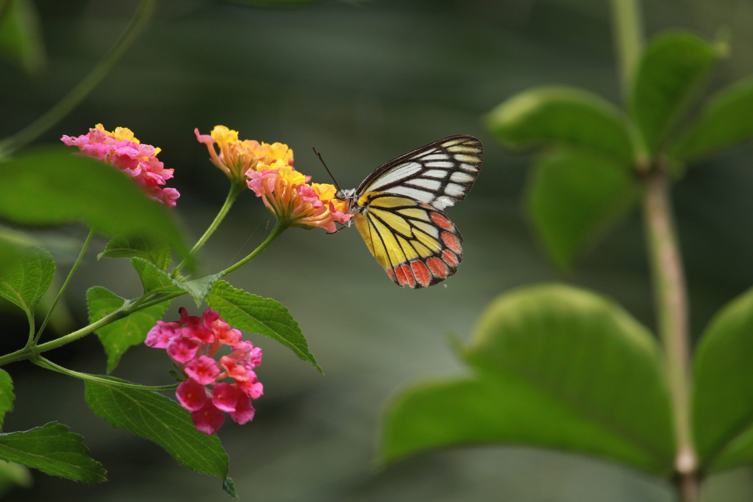 butterfly on a flower