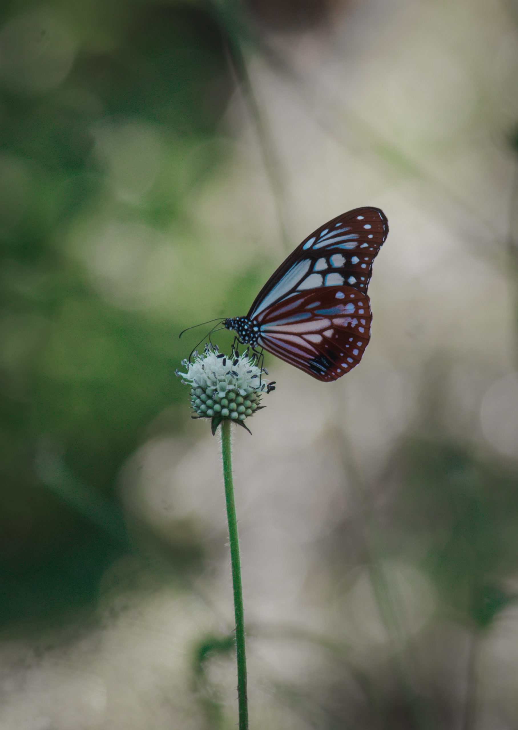 A butterfly on a flower