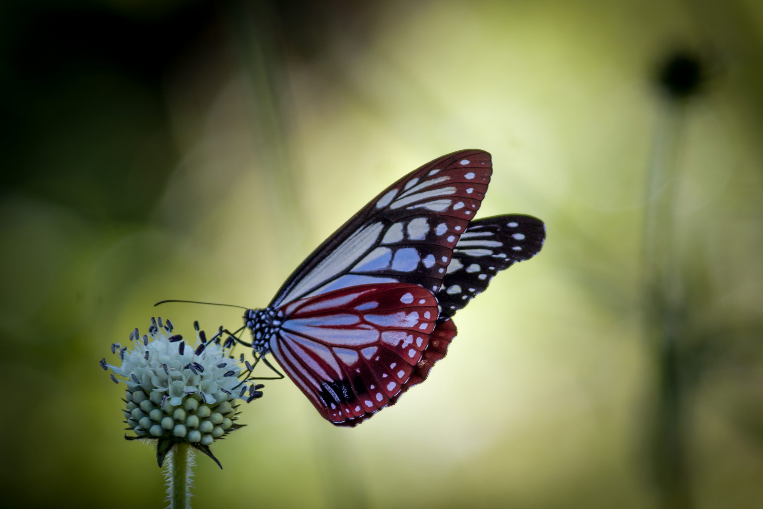 A butterfly on a flower