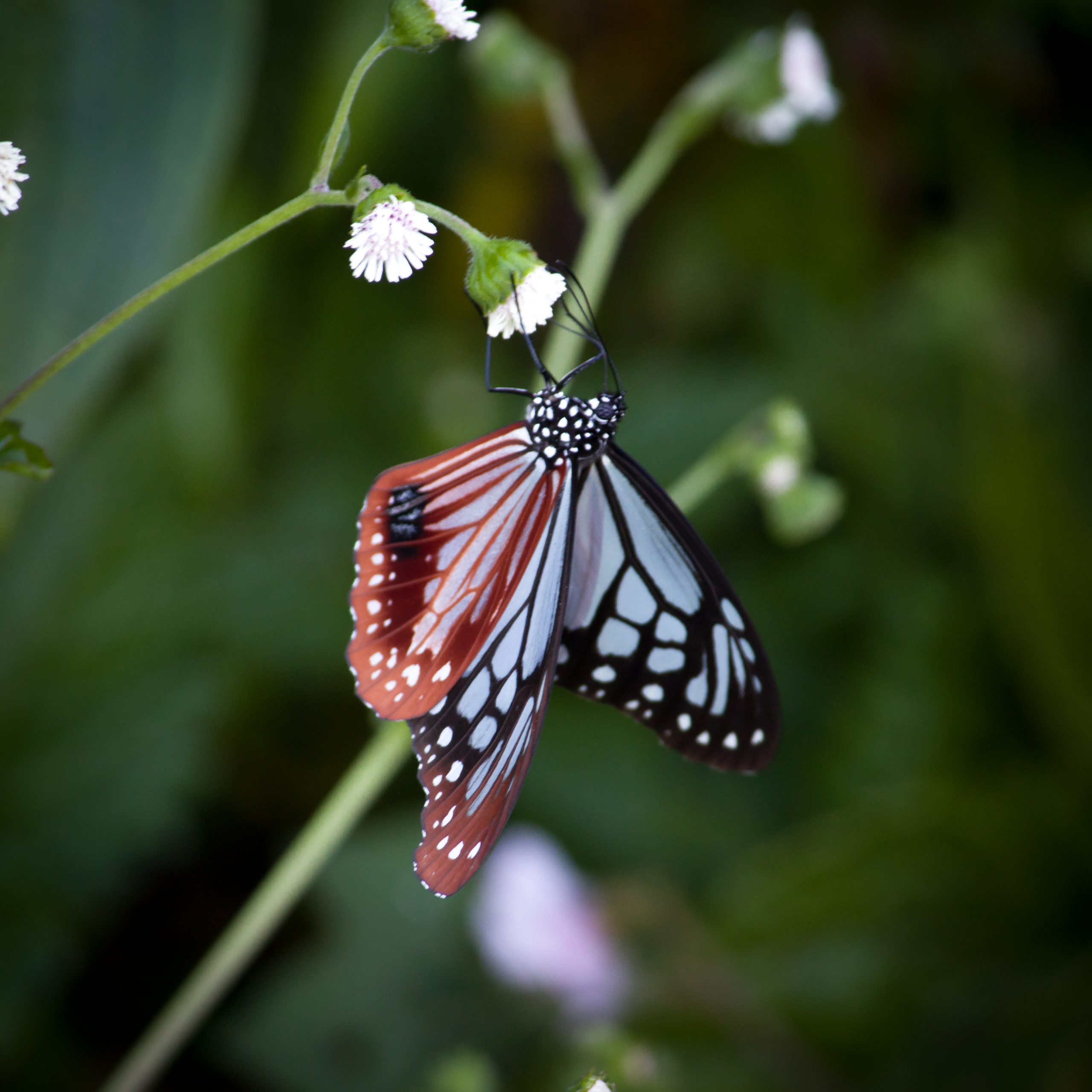 A butterfly on a flowering plant