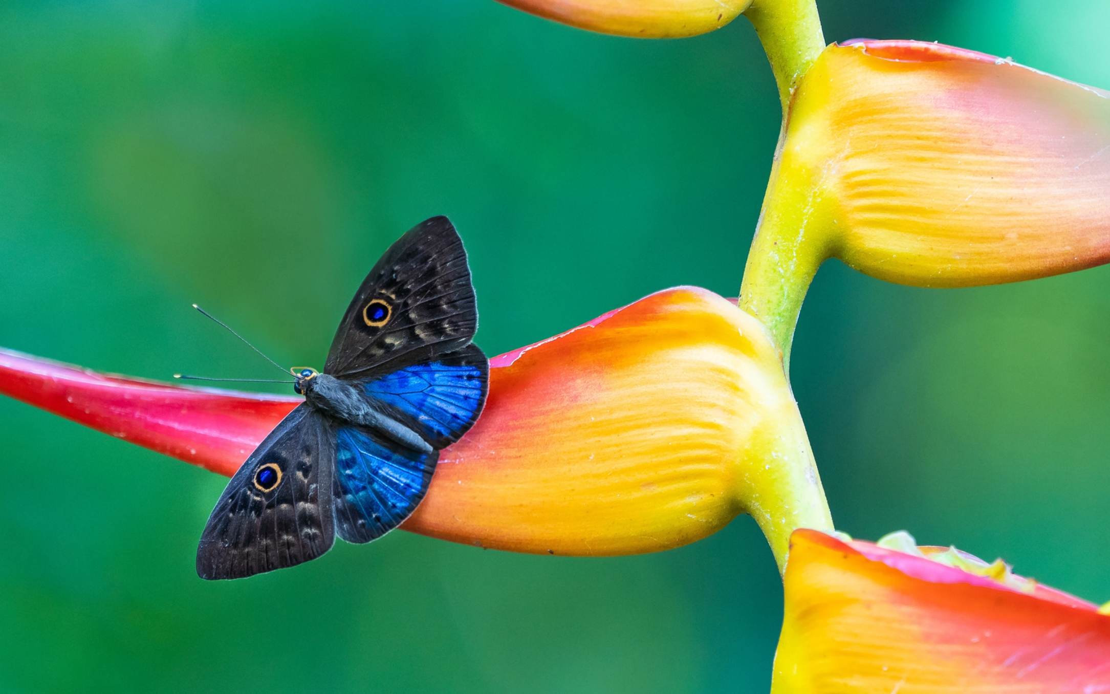 A butterfly on a leaf