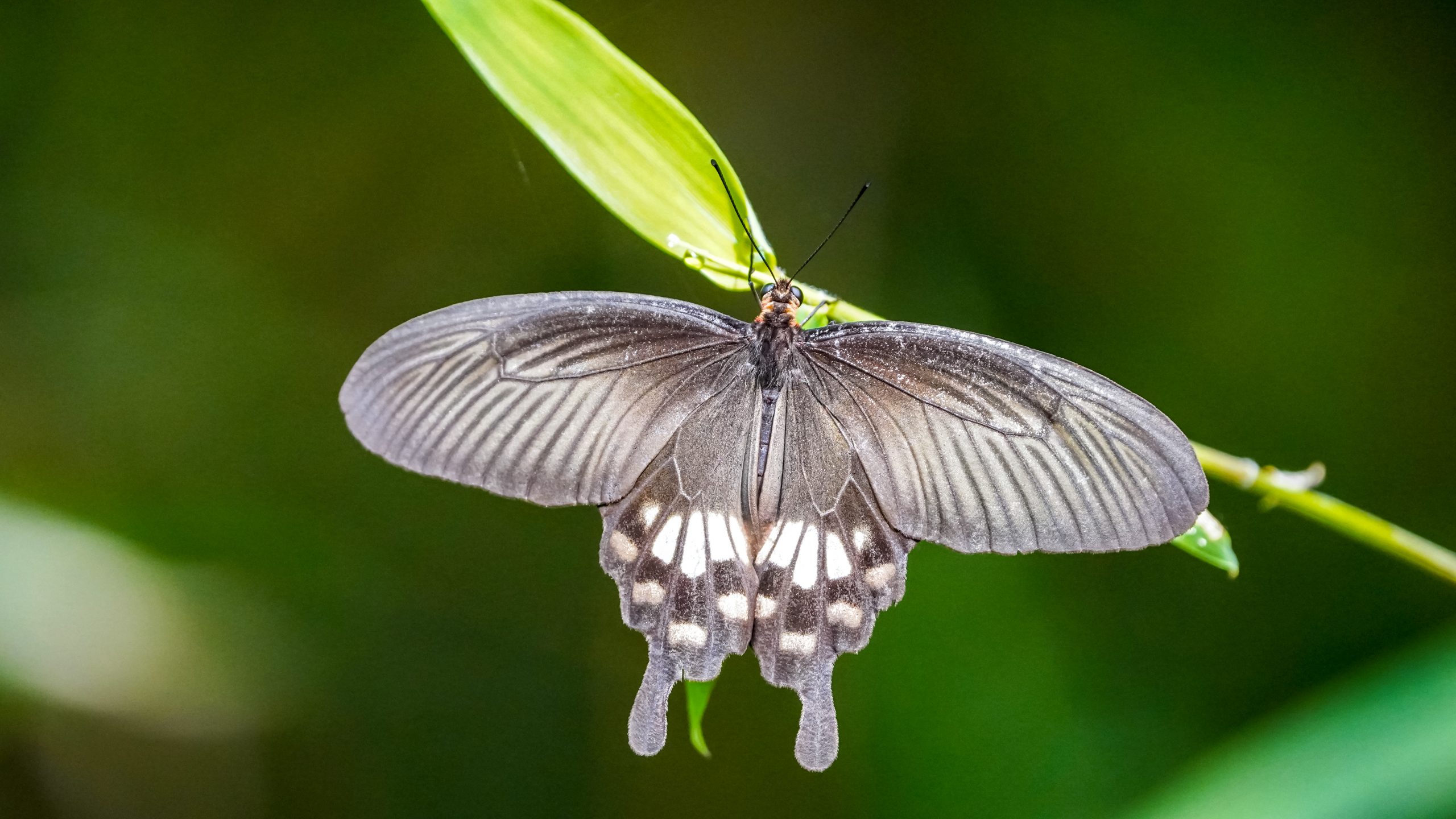 A butterfly on a leaf