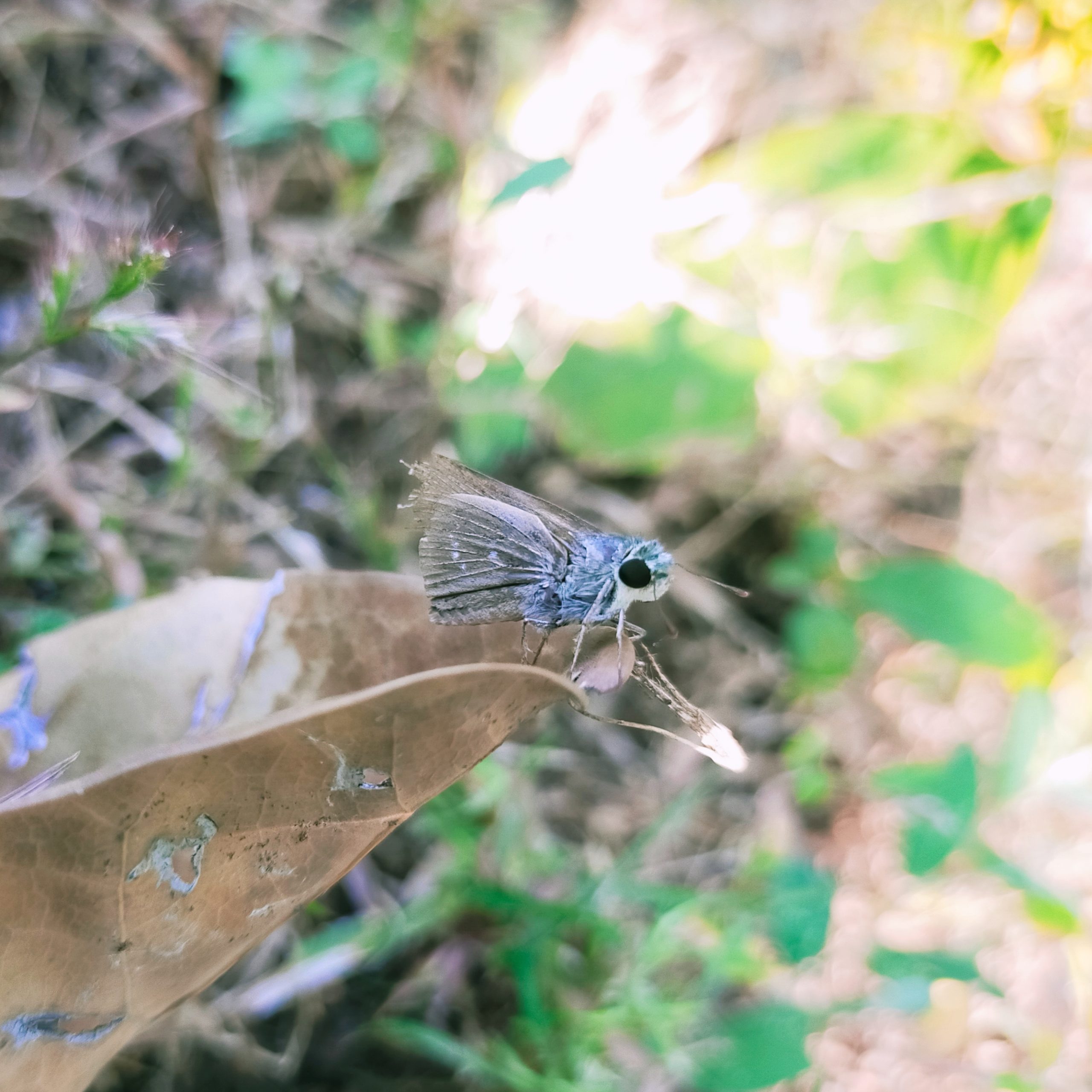 A butterfly on a leaf