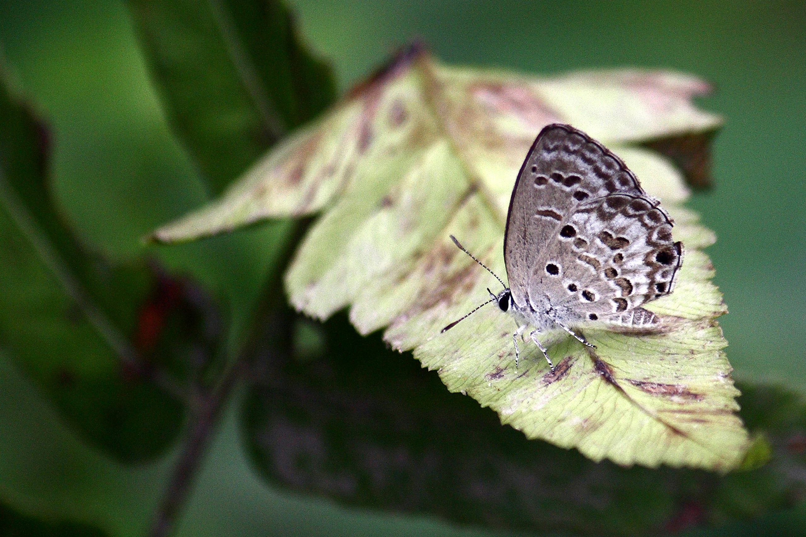 A butterfly on a leaf