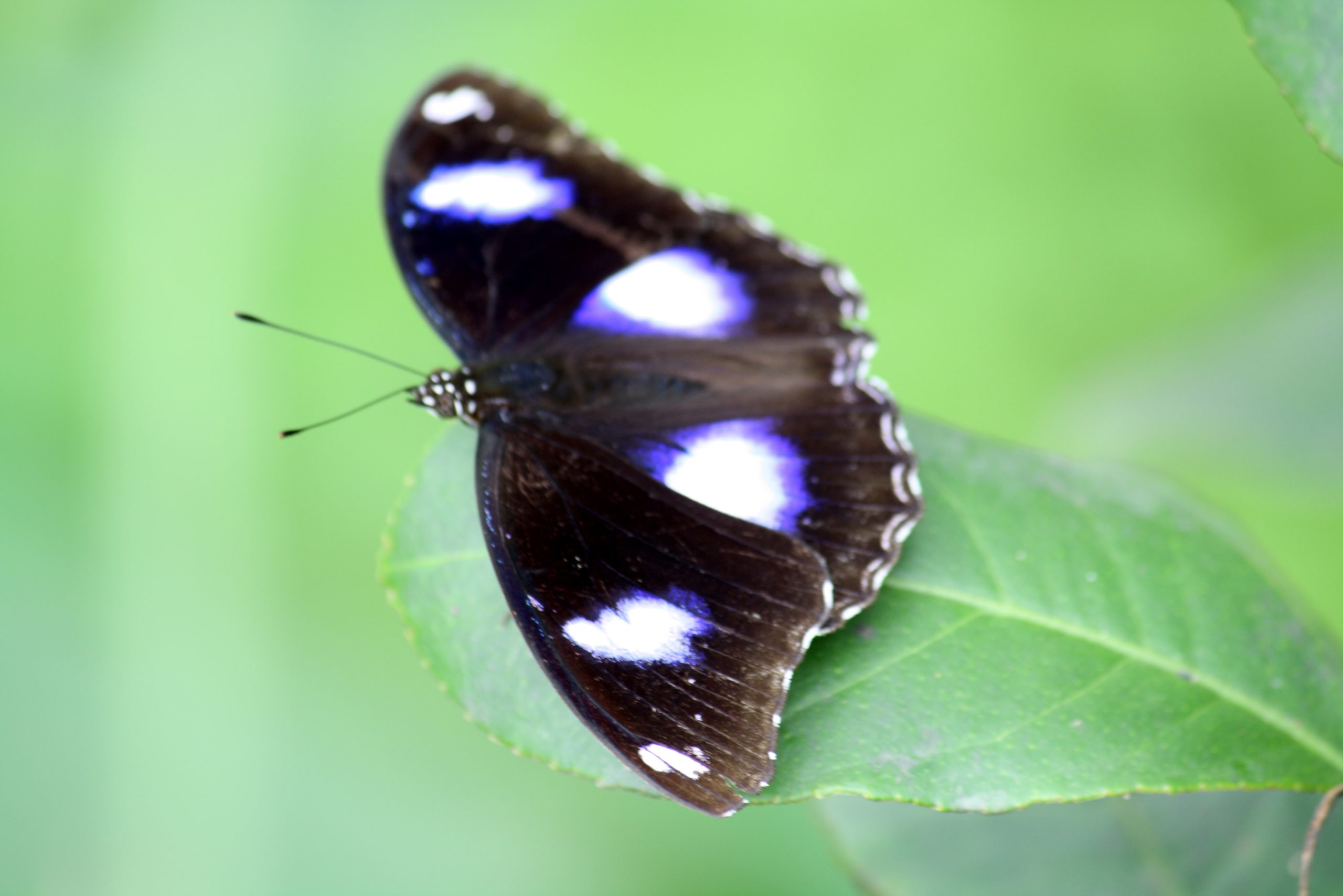 A butterfly on a leaf