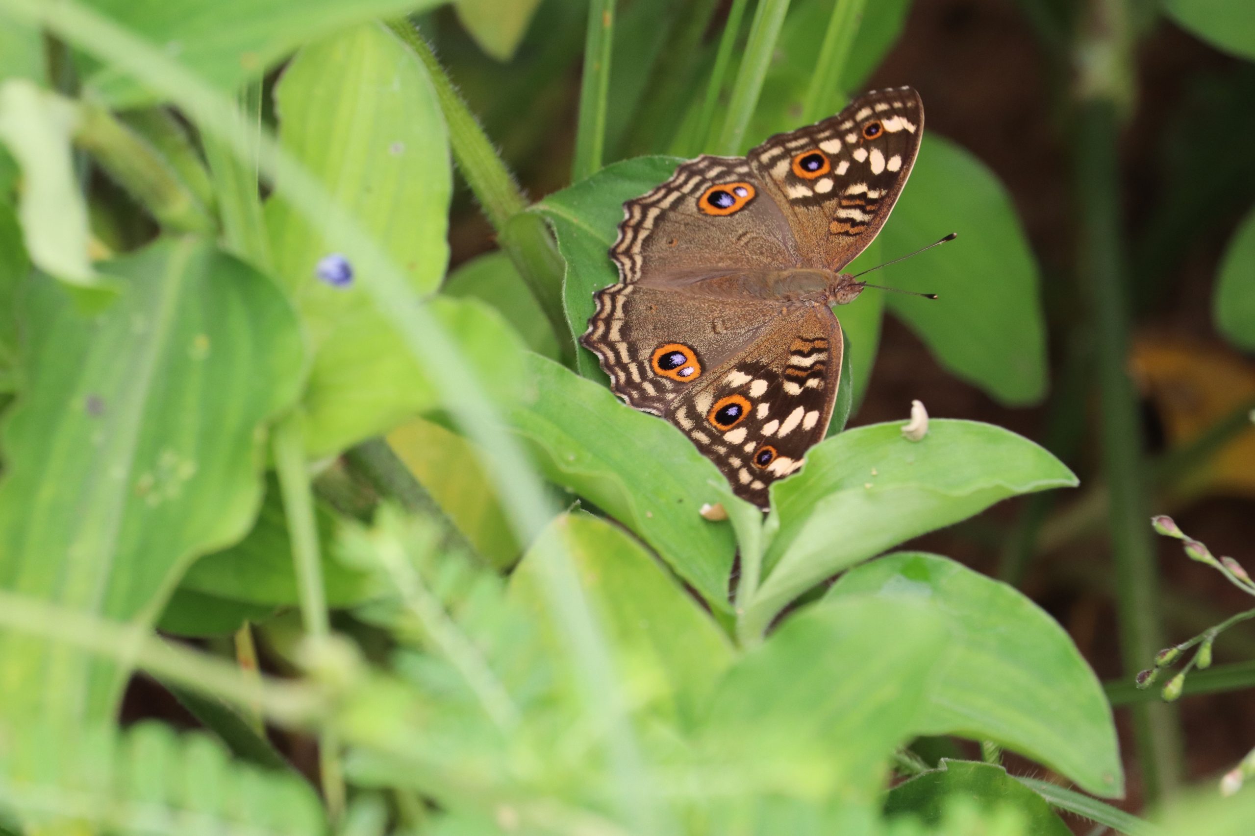 A butterfly on a plant