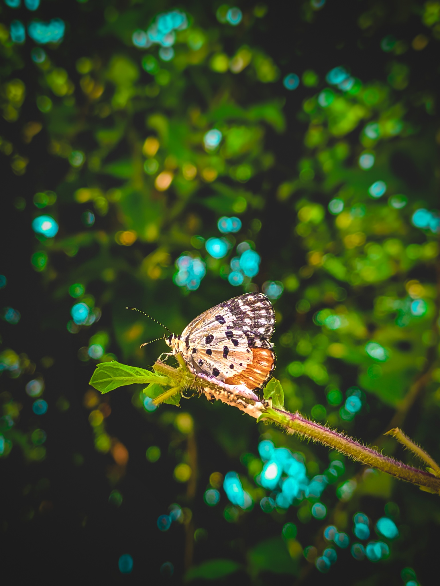 A butterfly on a plant