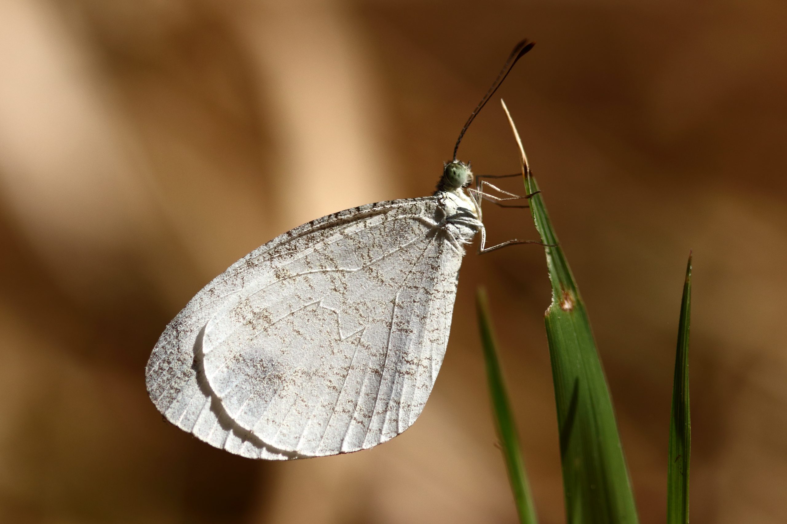 A butterfly on a plant