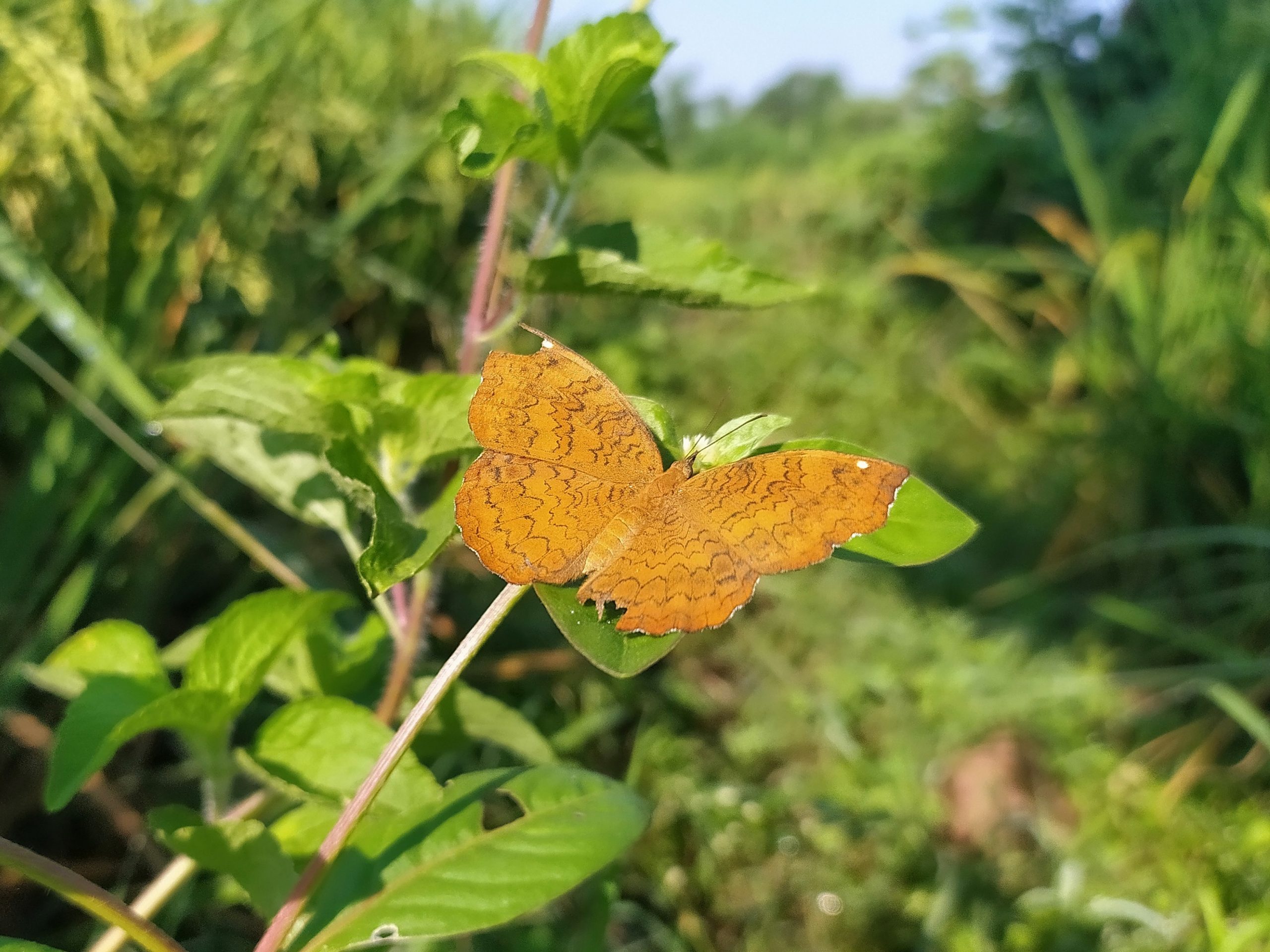 A butterfly on a plant