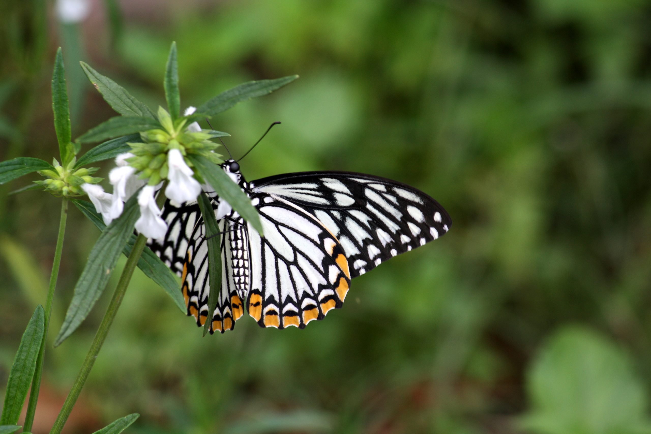 A butterfly on a plant