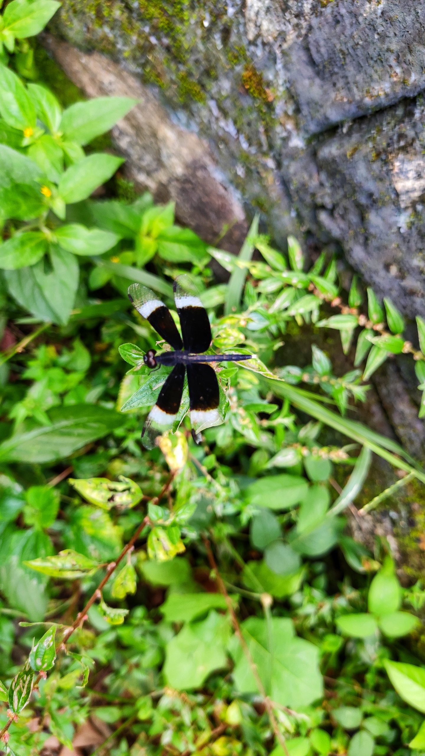 A butterfly on leaf