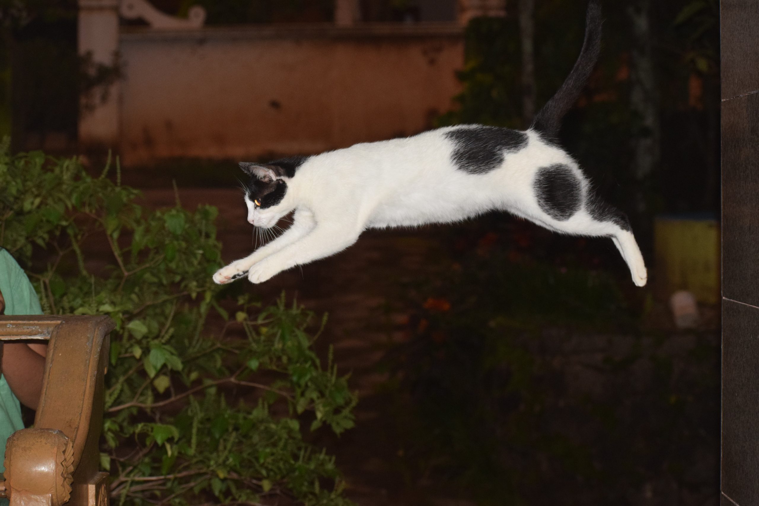 A cat jumping across