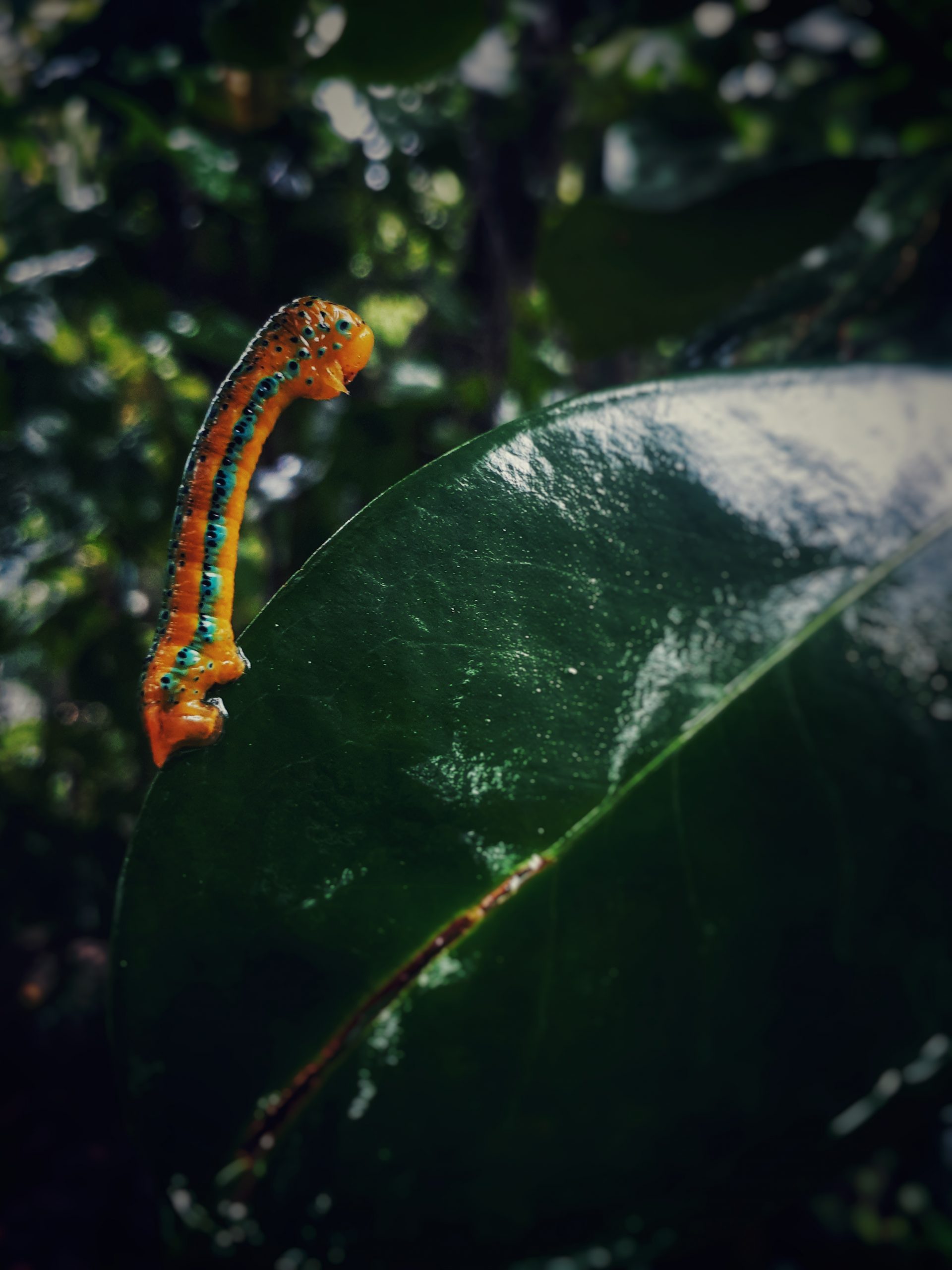 A caterpillar on a leaf