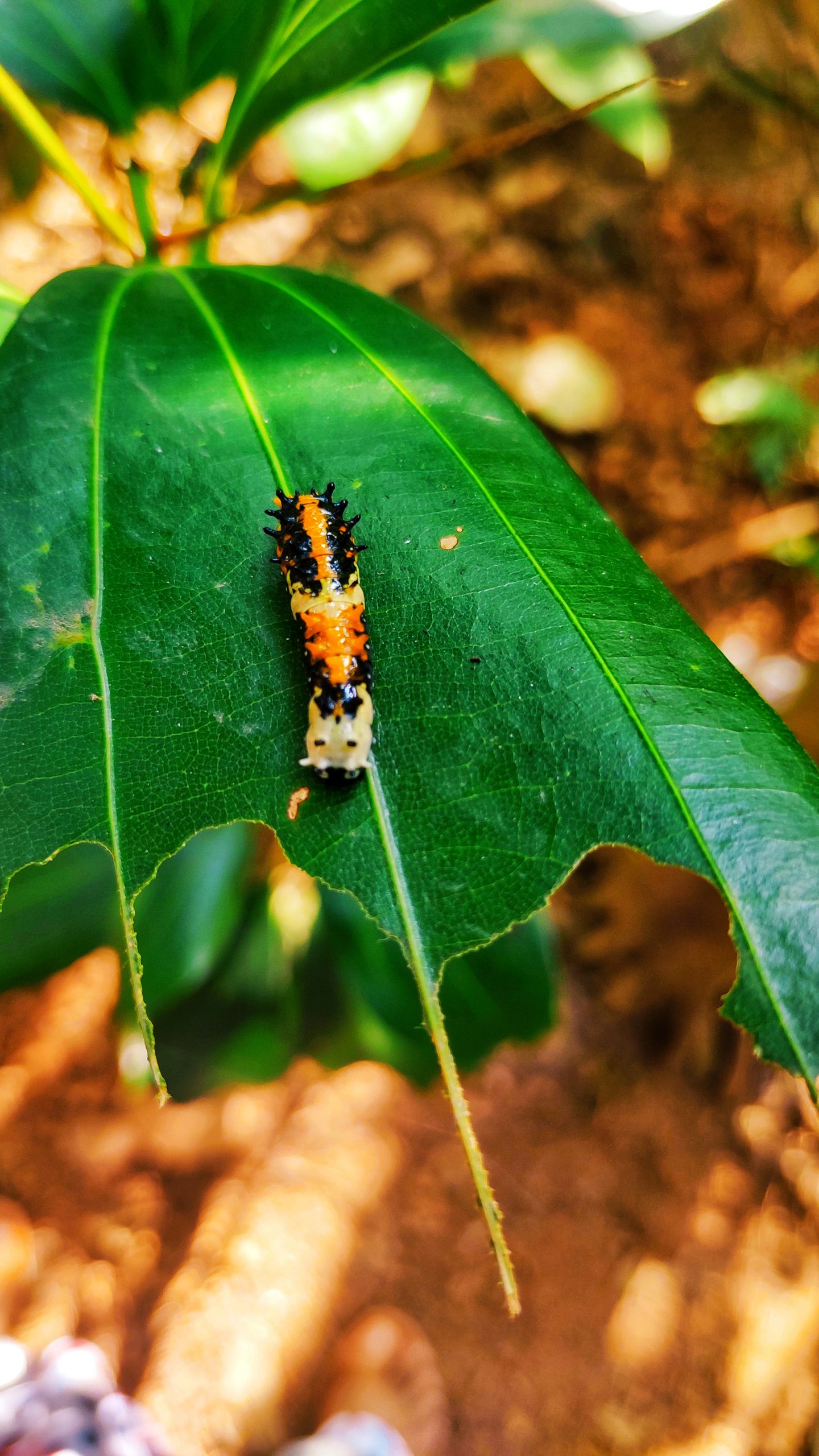 A caterpillar on a leaf