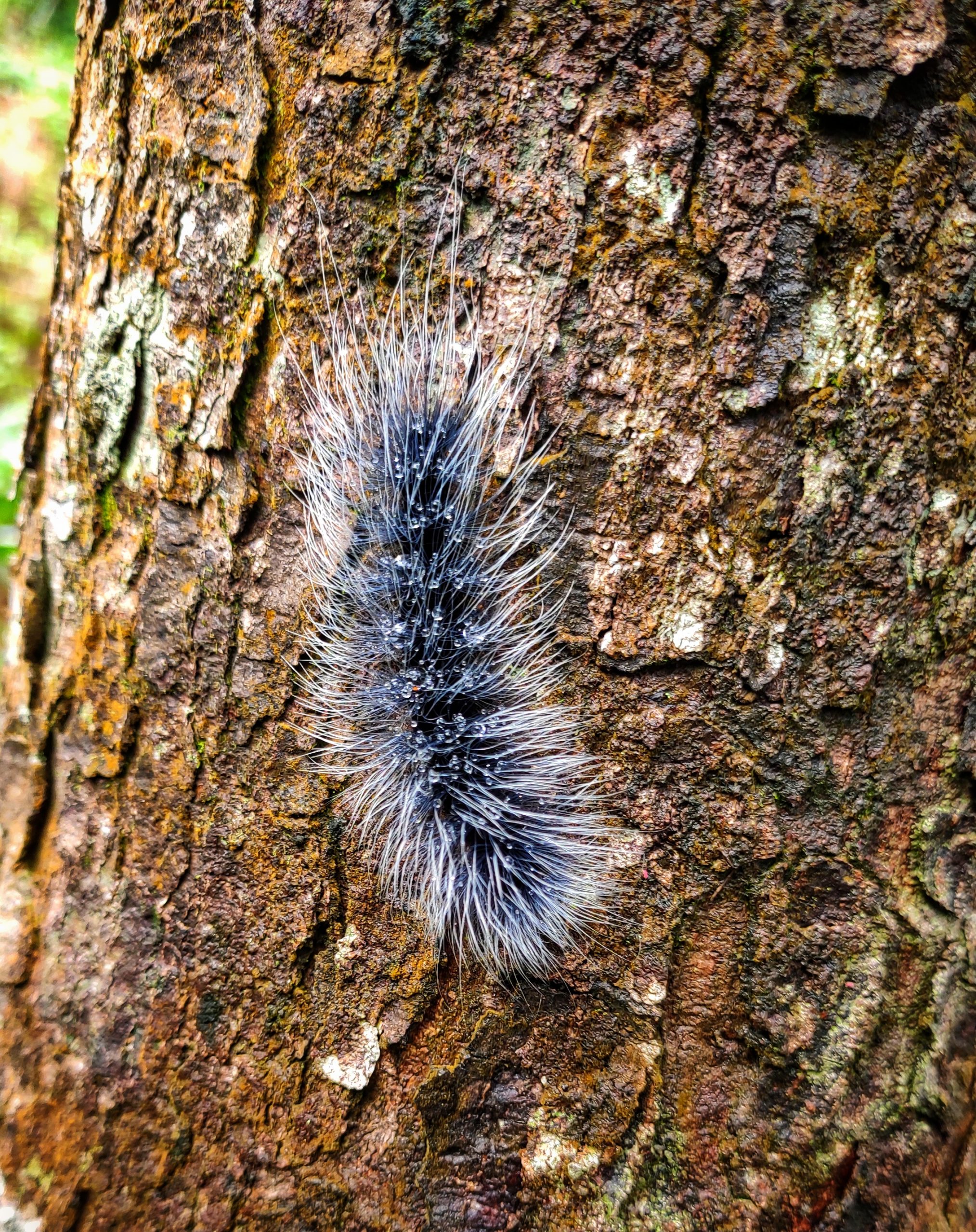 A caterpillar on tree trunk