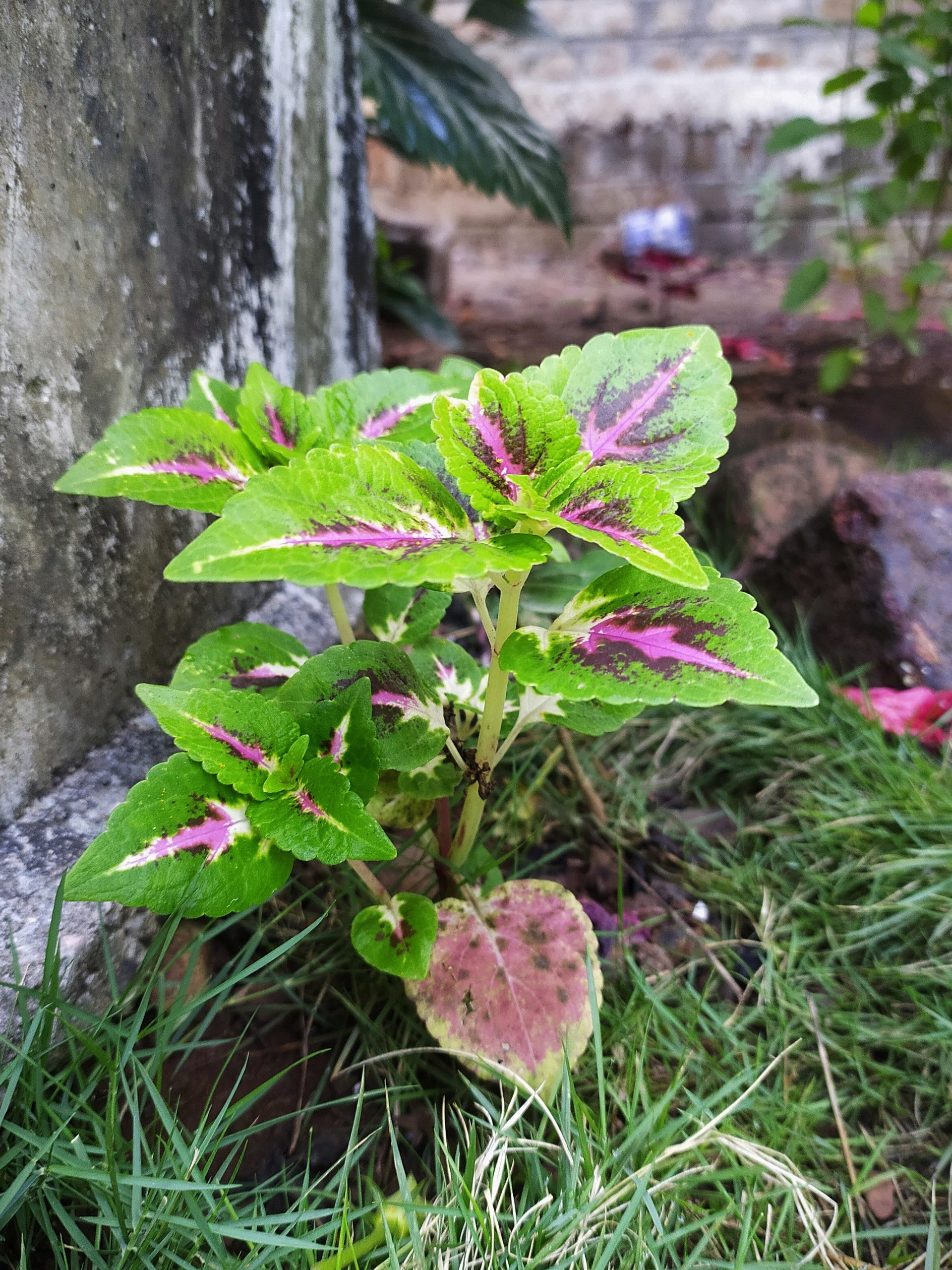 A coleus plant