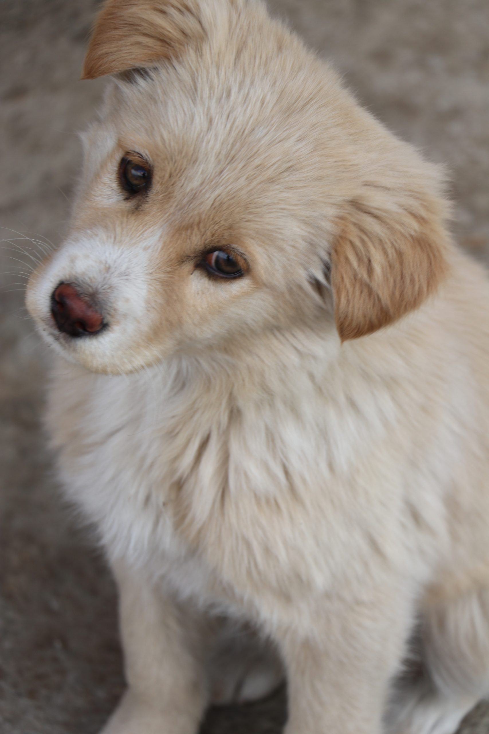A cute puppy