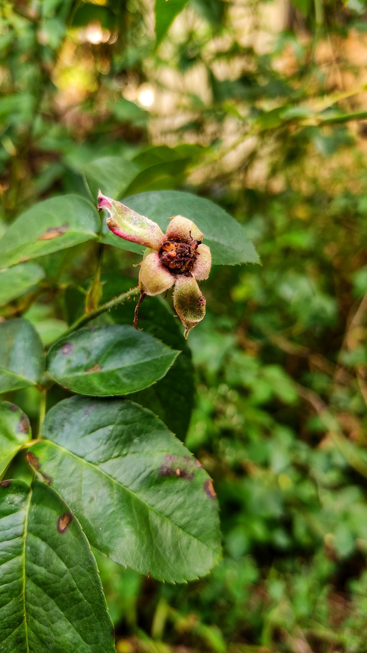 Flowering plant