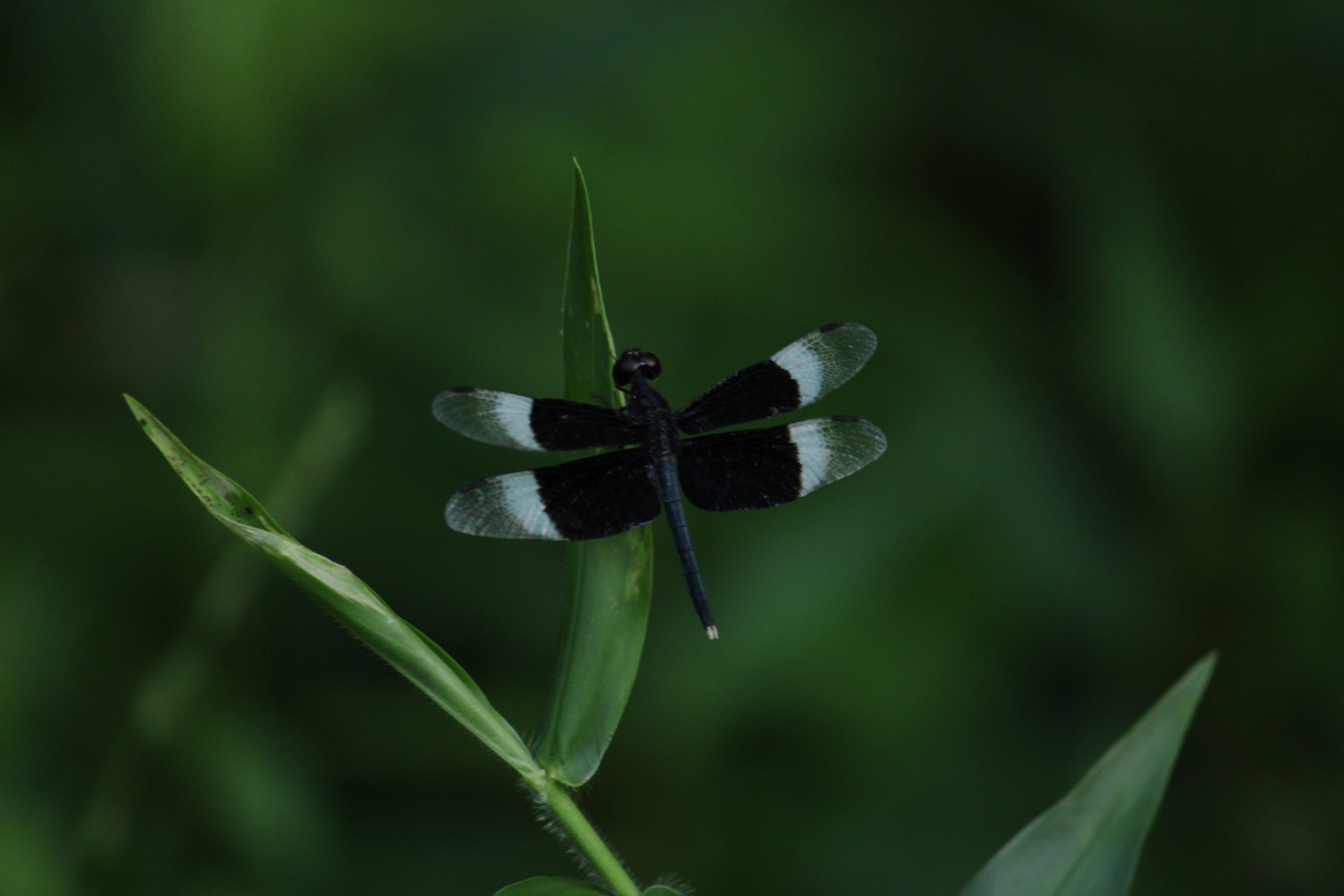 Dragon Fly