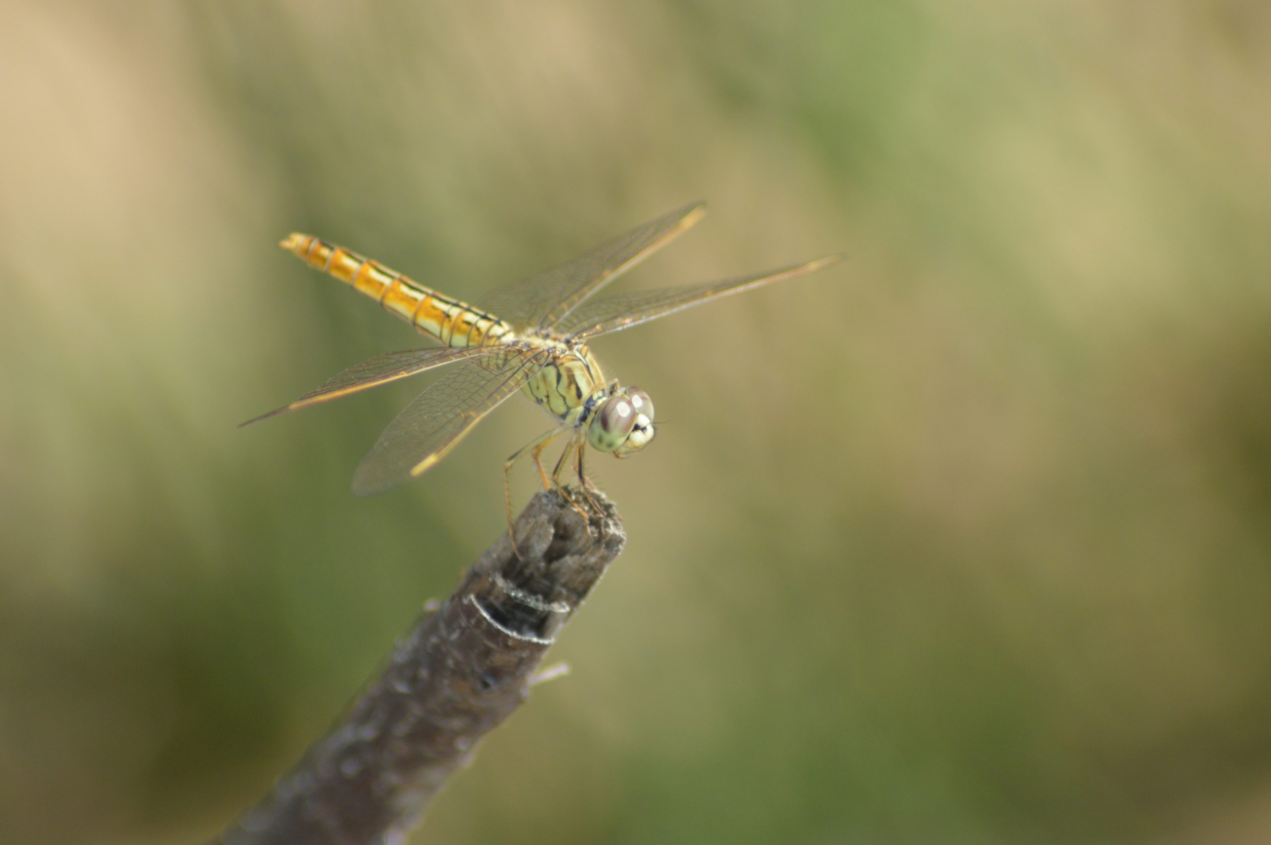 A dragonfly