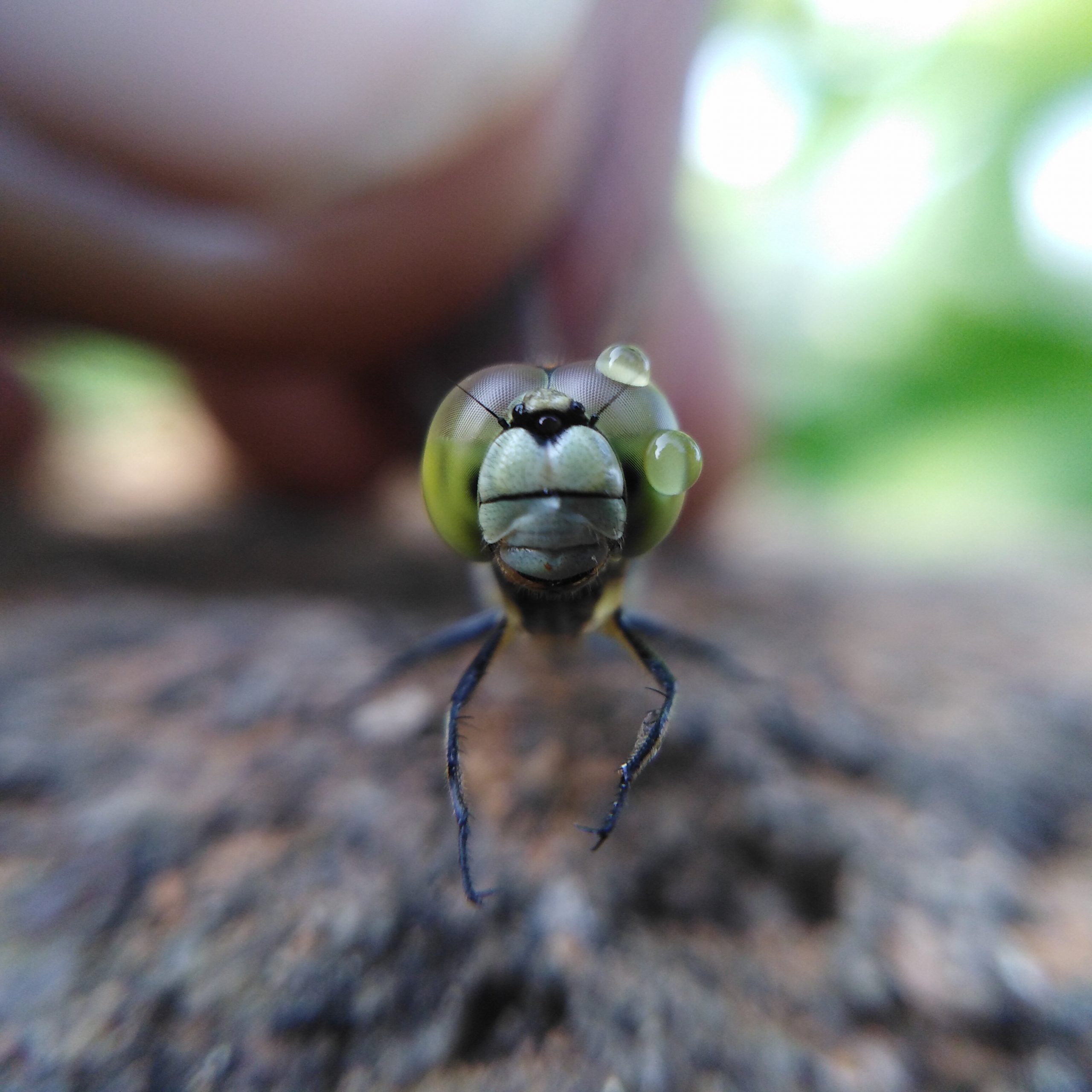 A dragonfly