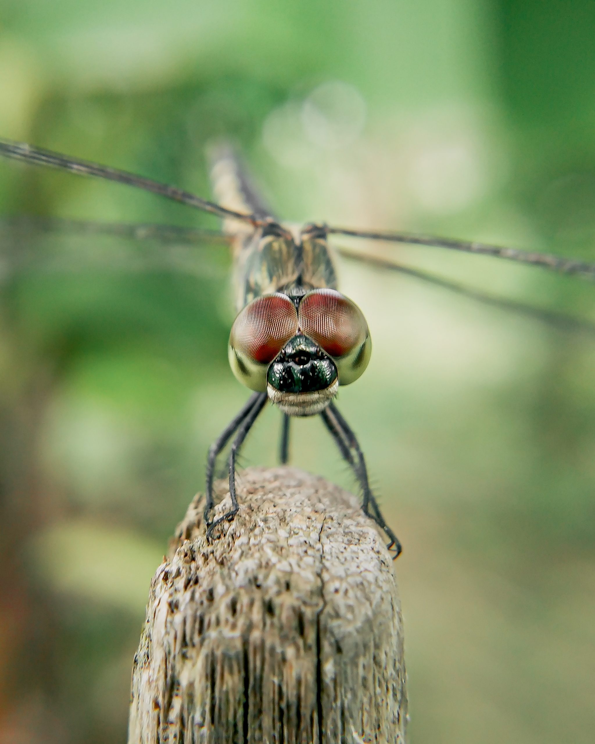 Dragonfly