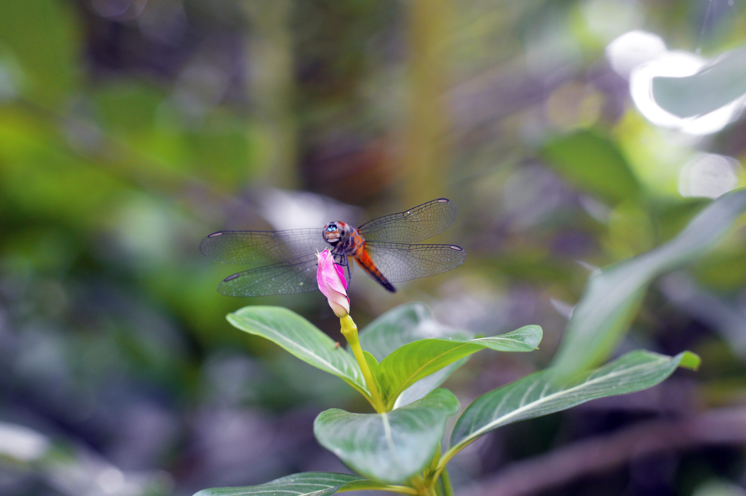 A dragonfly on a flower bud