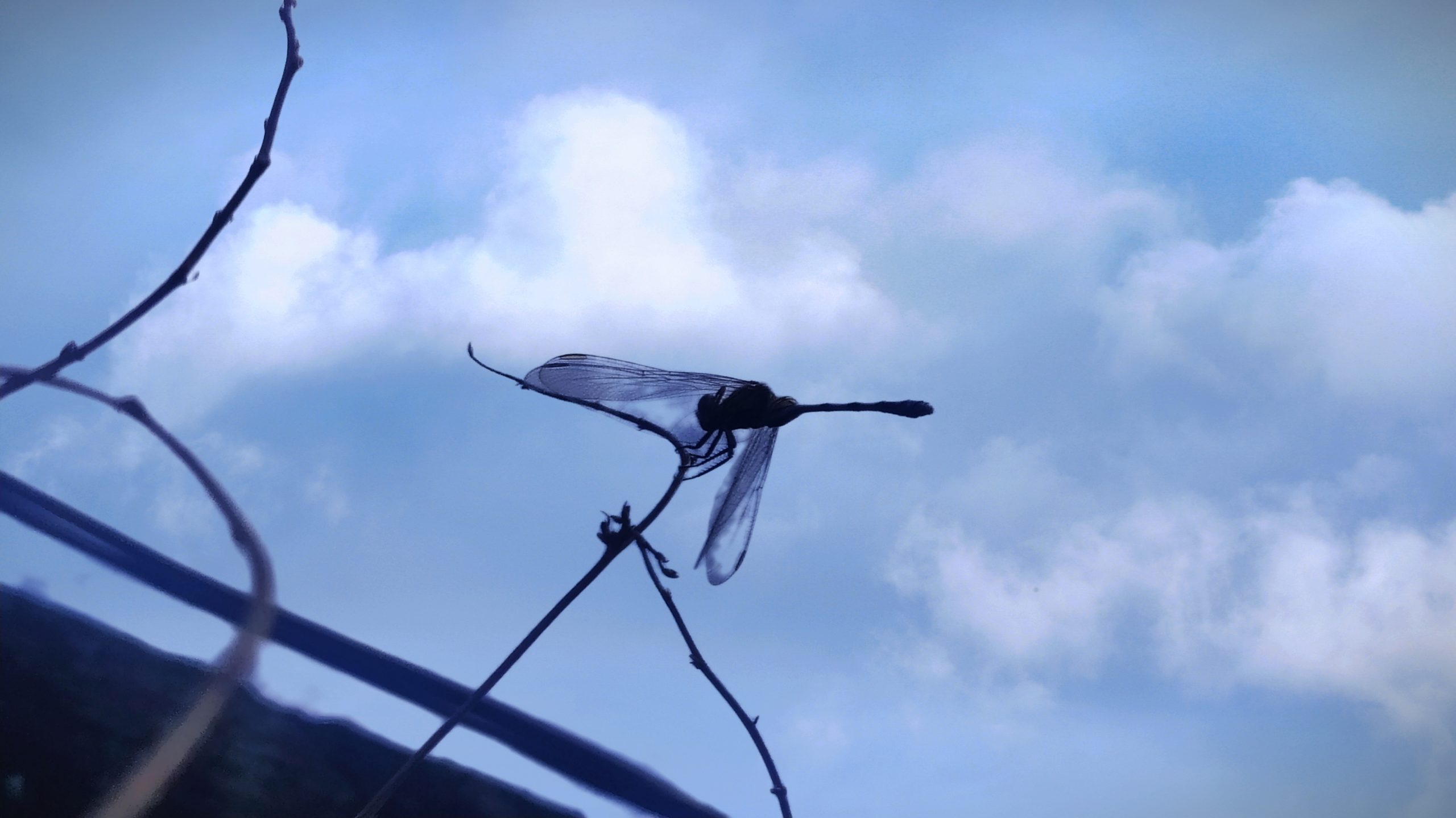 A dragonfly on a twig