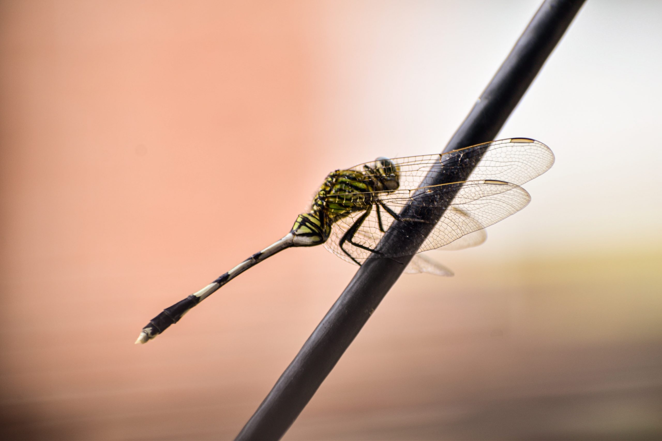 A dragonfly on a wire