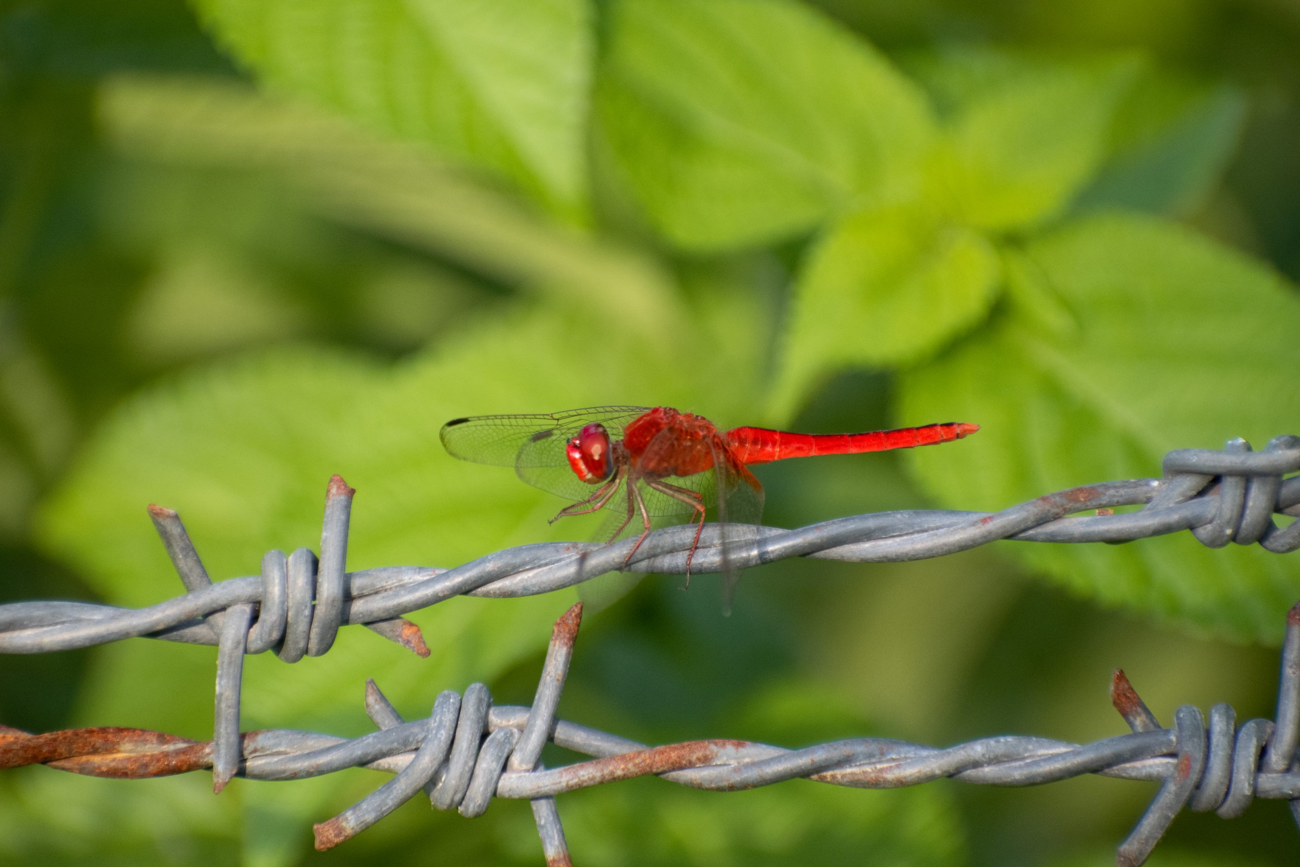 A dragonfly on wire fence