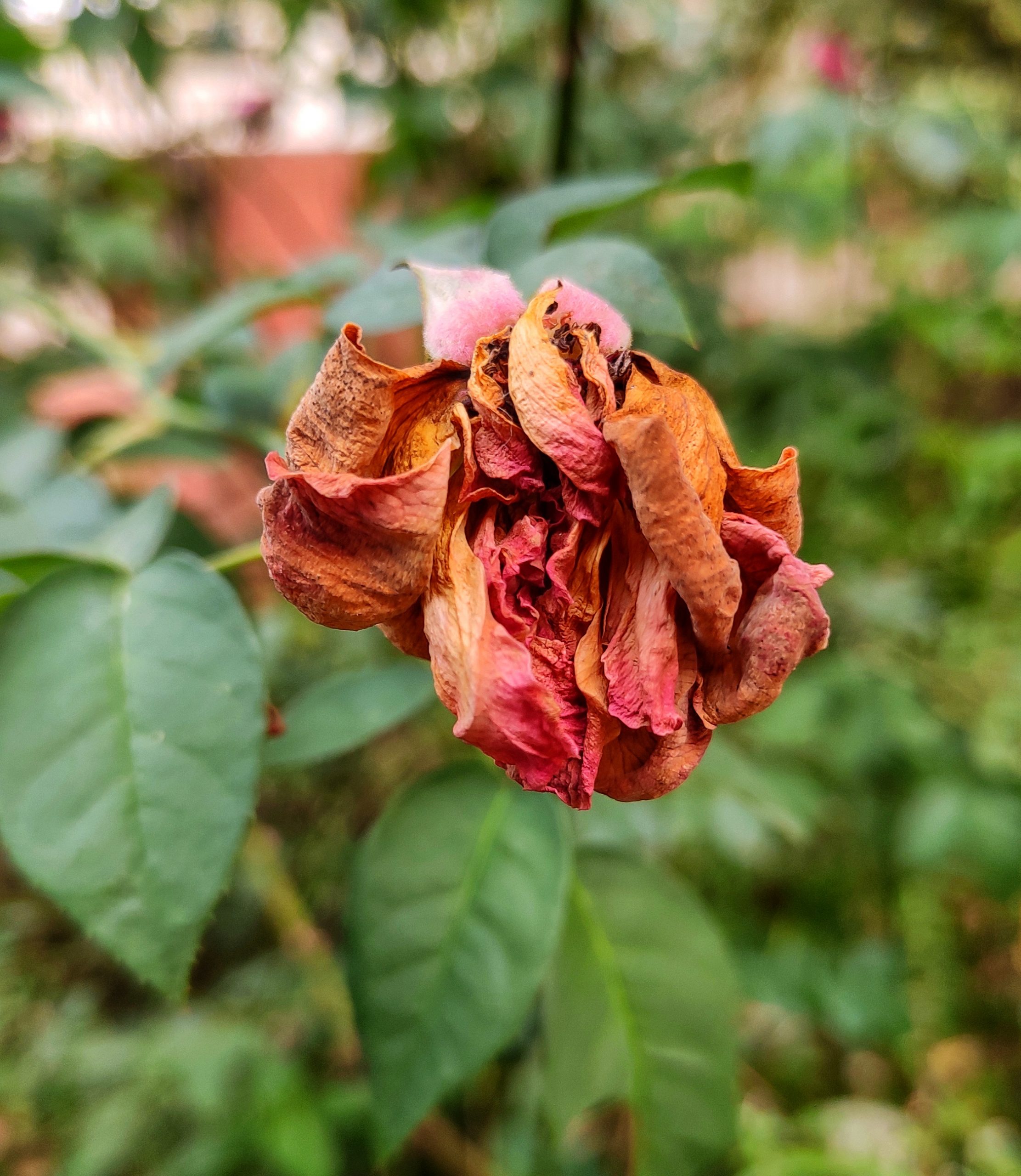 A dry rose