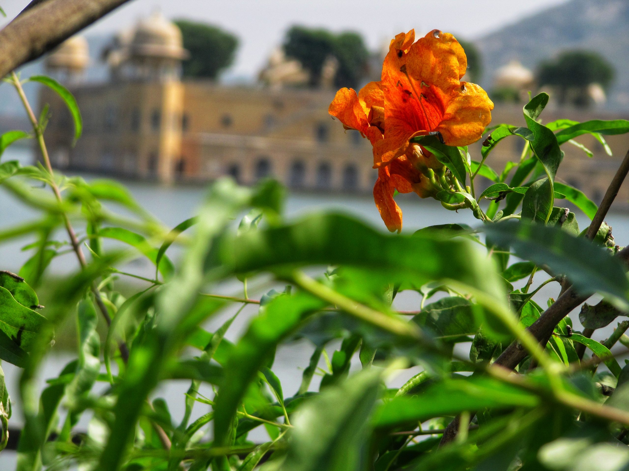 Flowering plant