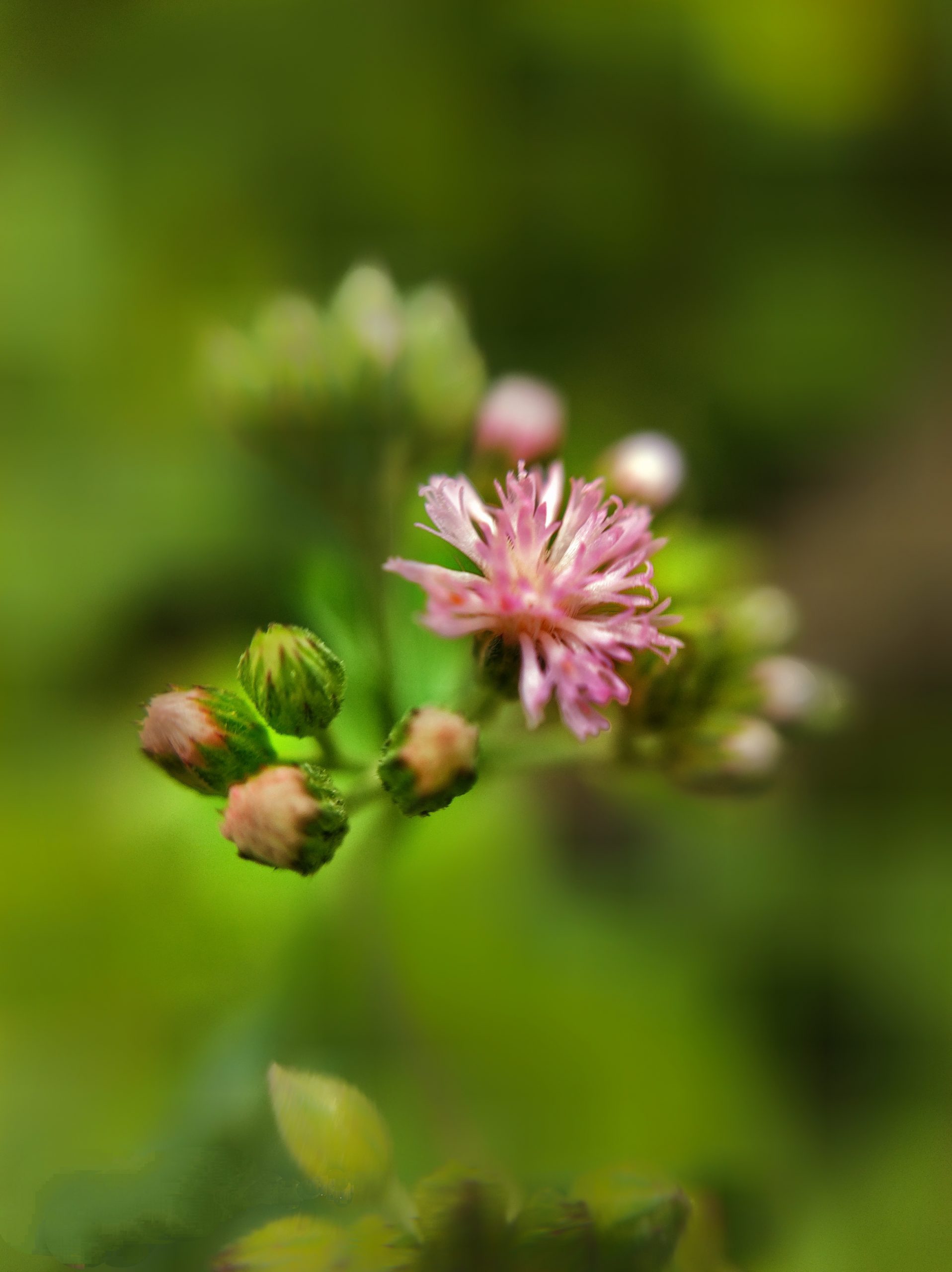 Flowering plant