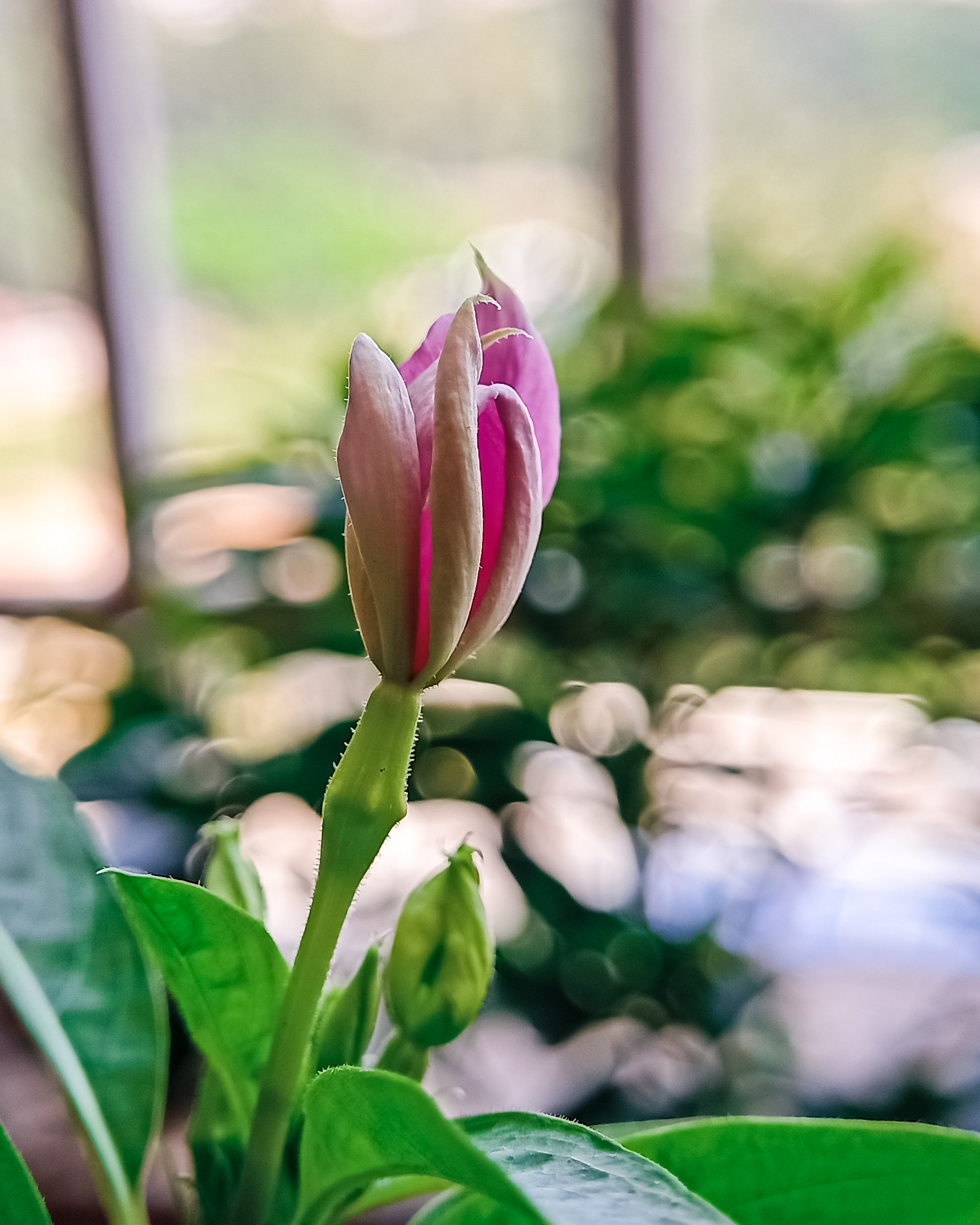 A flower bud