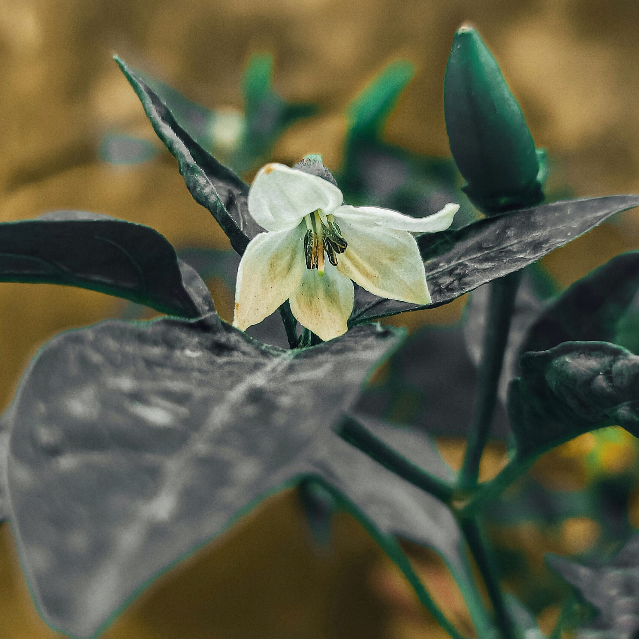 A flower of chilli plant