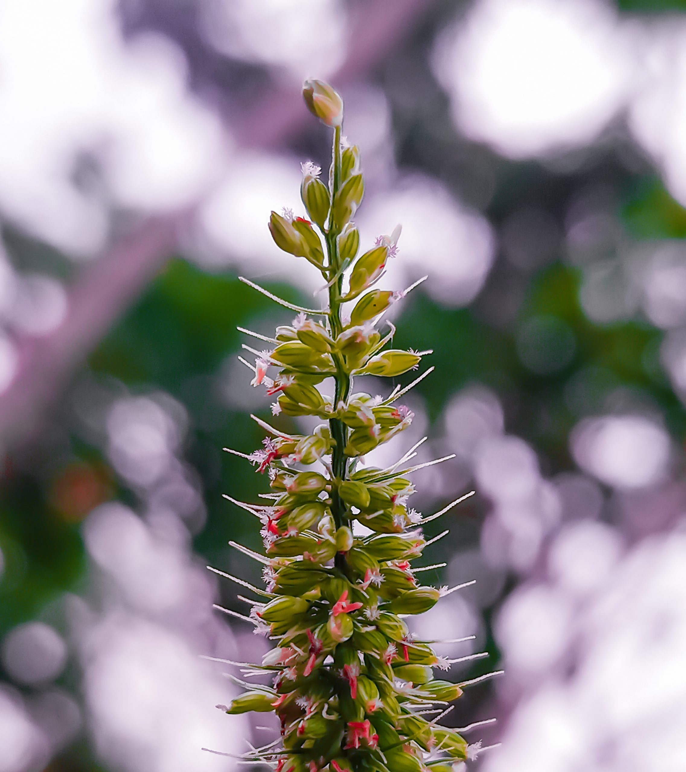 A flowering plant