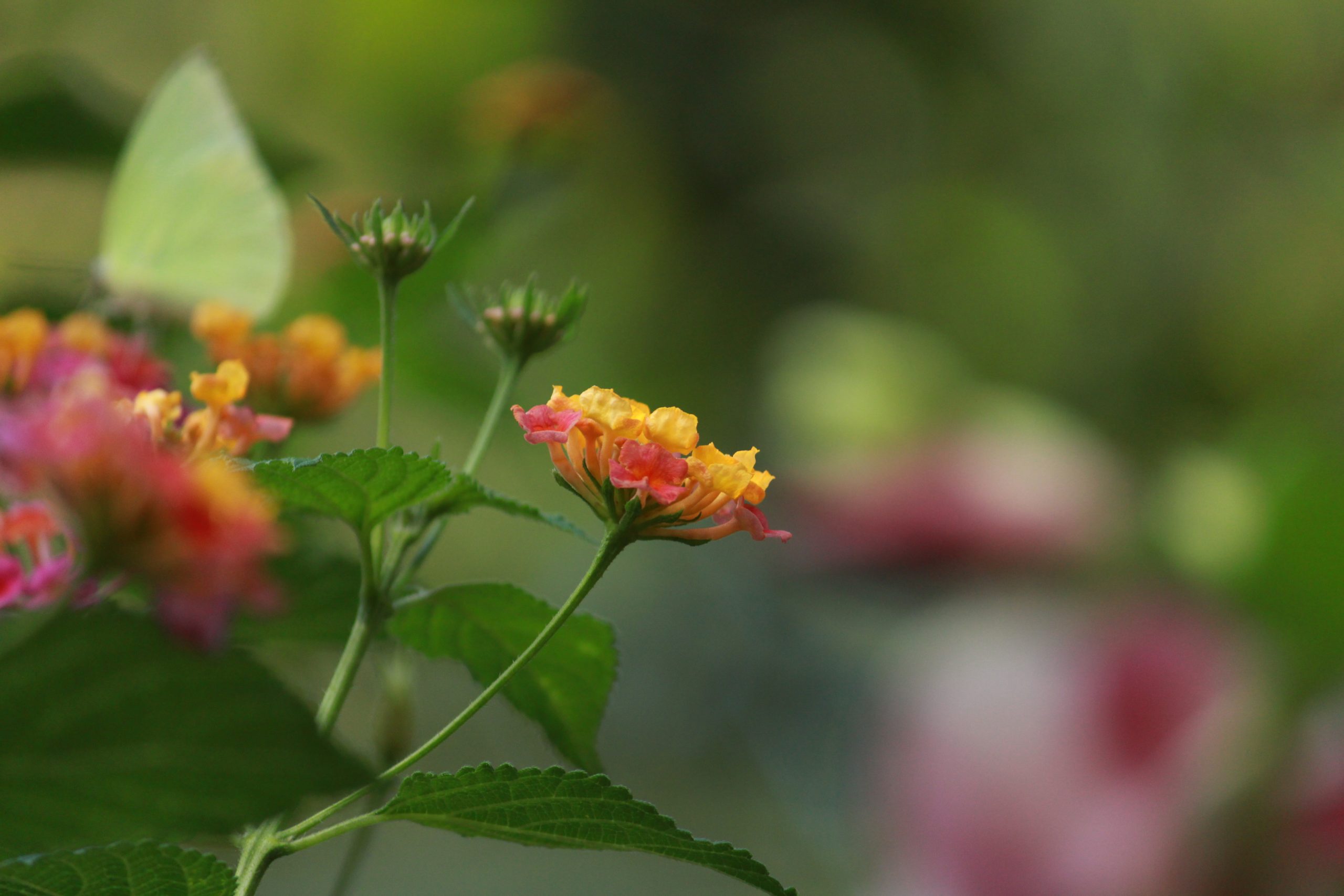 A flowering plant