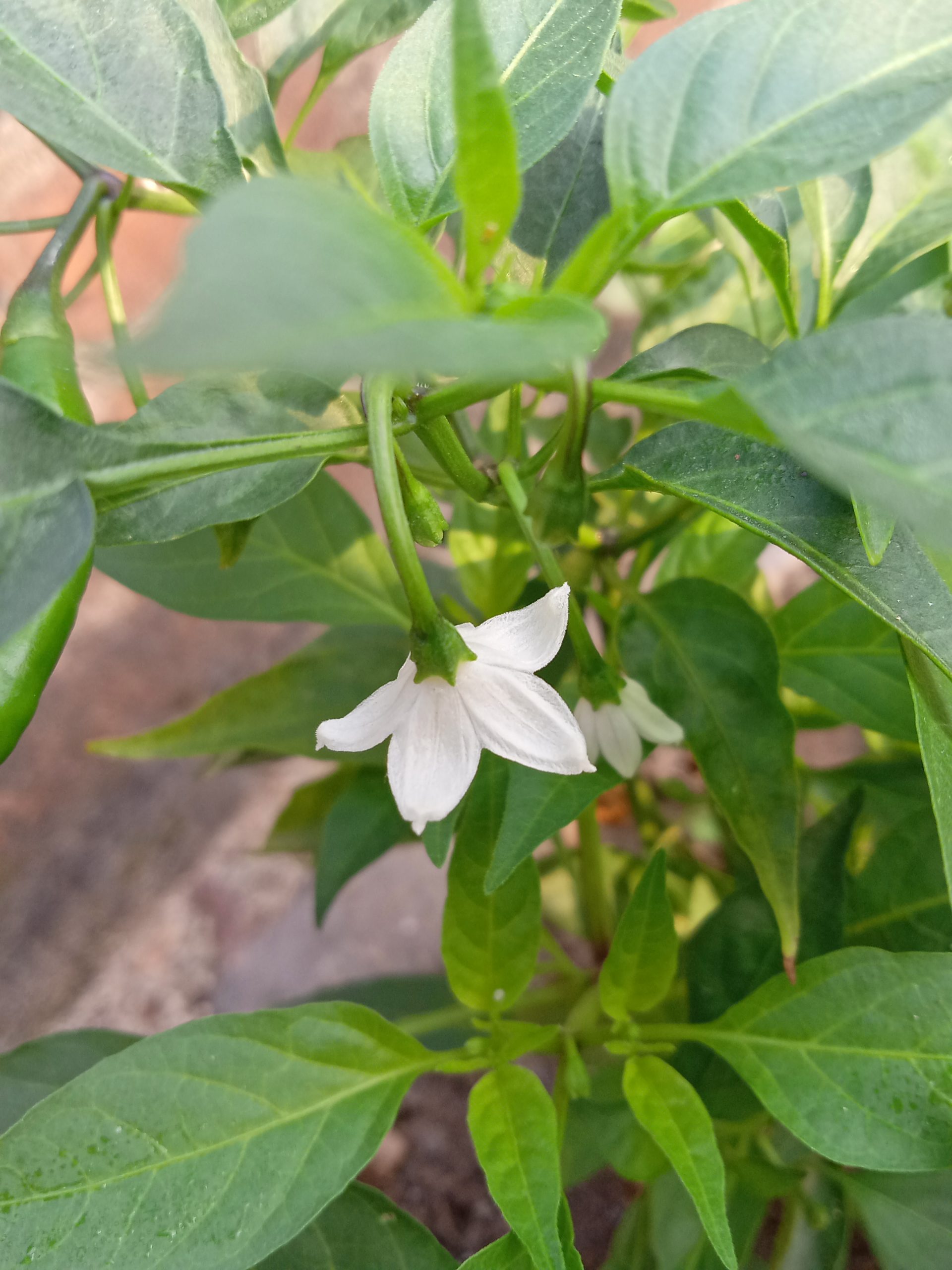 A flowering plant